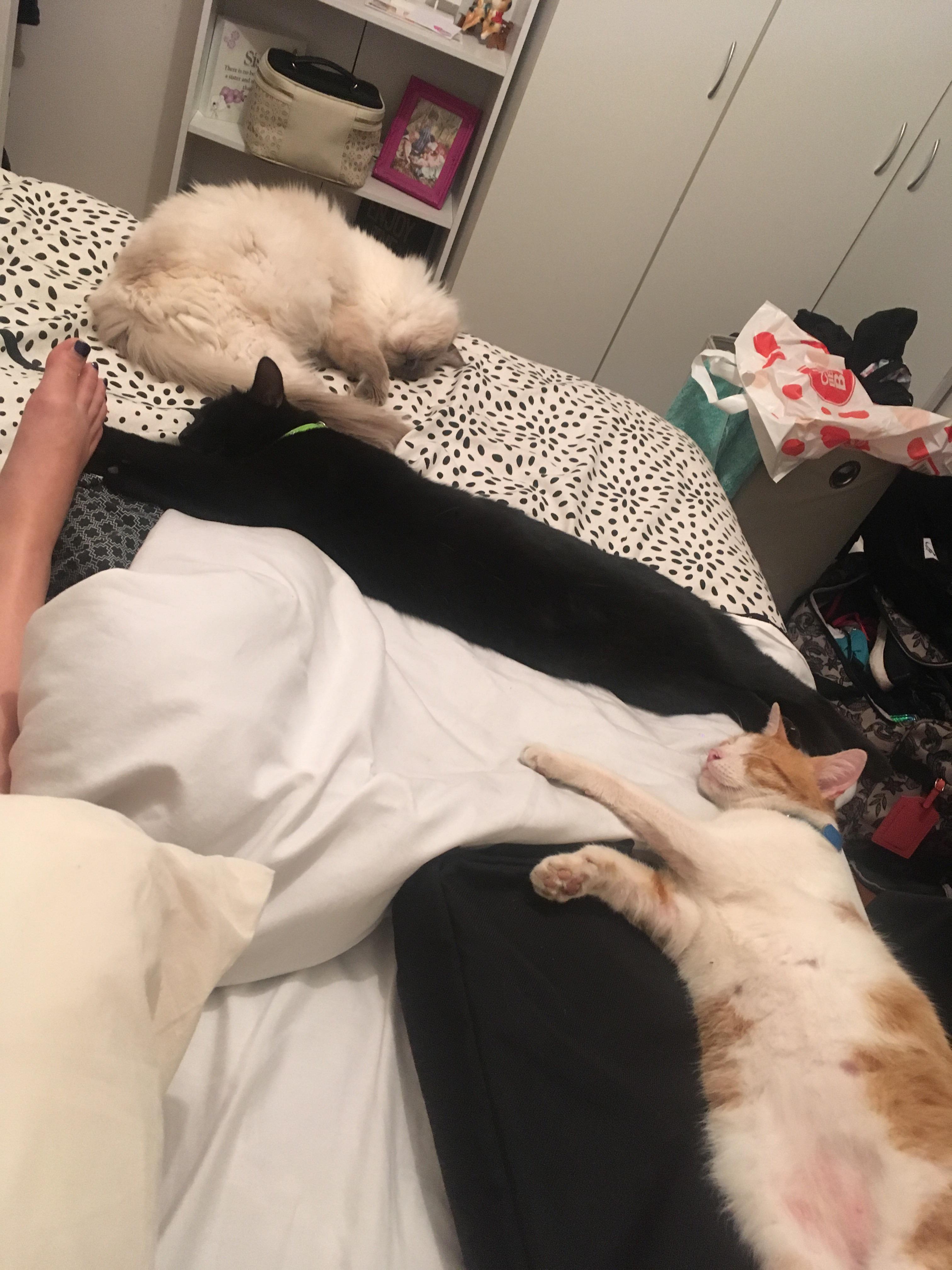 After being away for a few months, these guys haven’t left my side