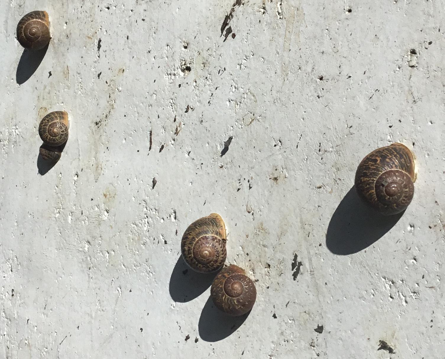 Cut back a vine and found lots of snails on garden wall. r/gardening