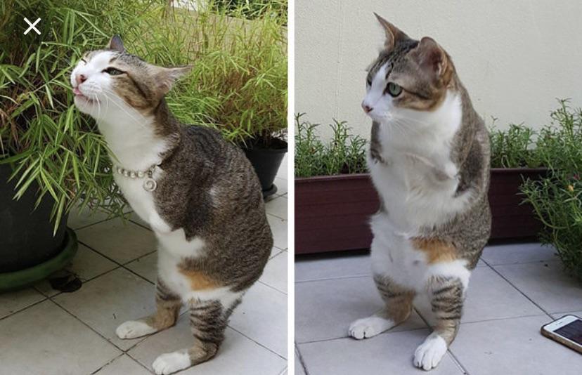 Prehistoric cat r/aww