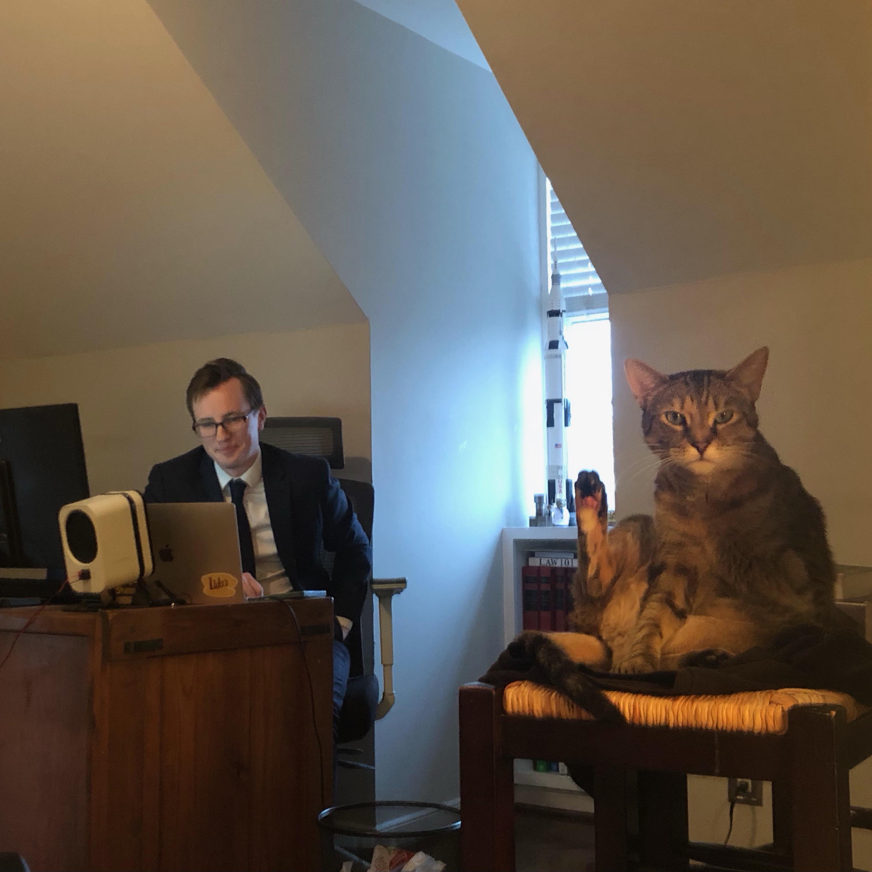 My cat during my virtual swearing in ceremony. She’s a sworn cat lawyer now. r/Catswithjobs