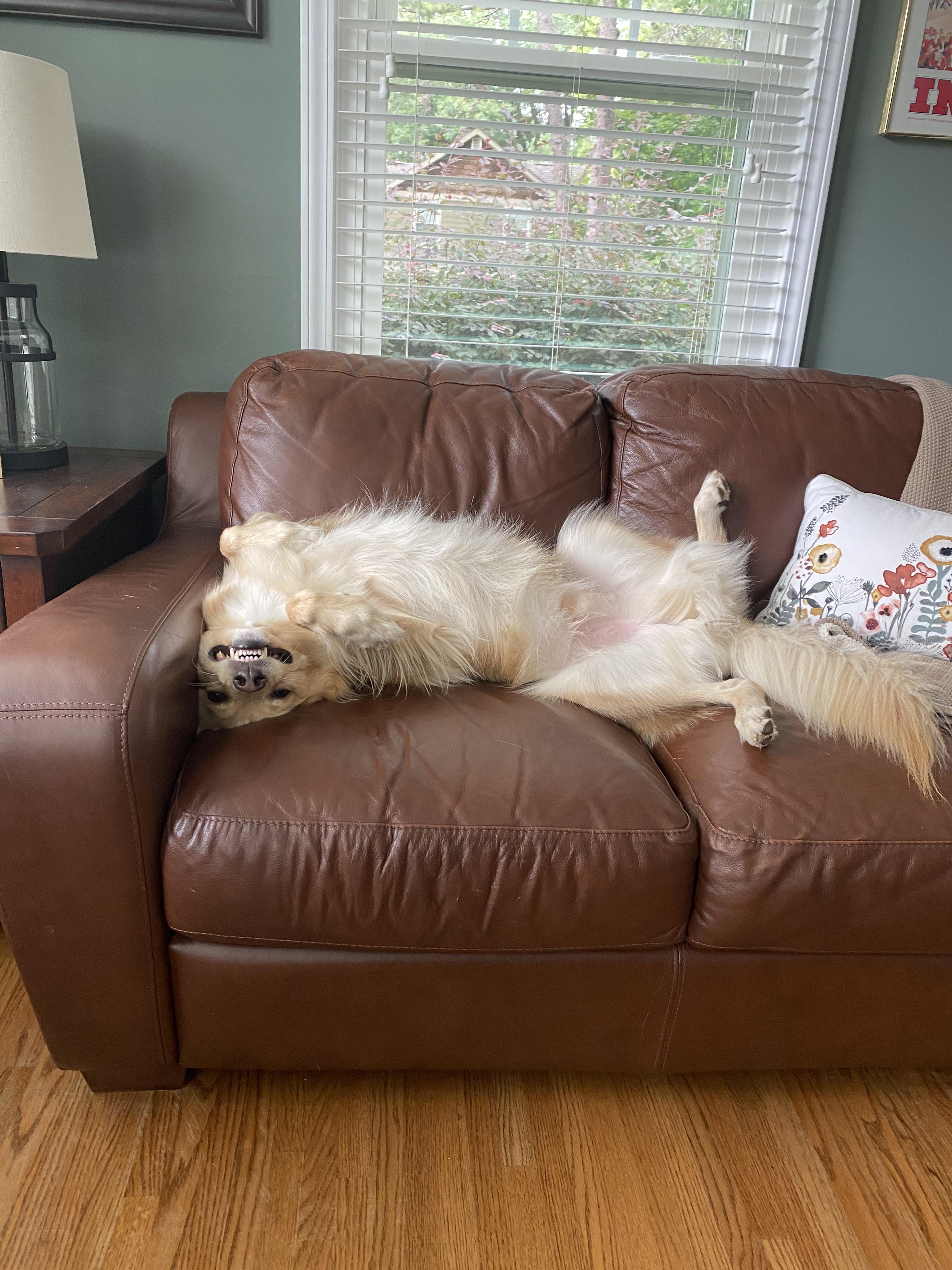 The look my dog gives me when I have to stop rubbing his belly and join