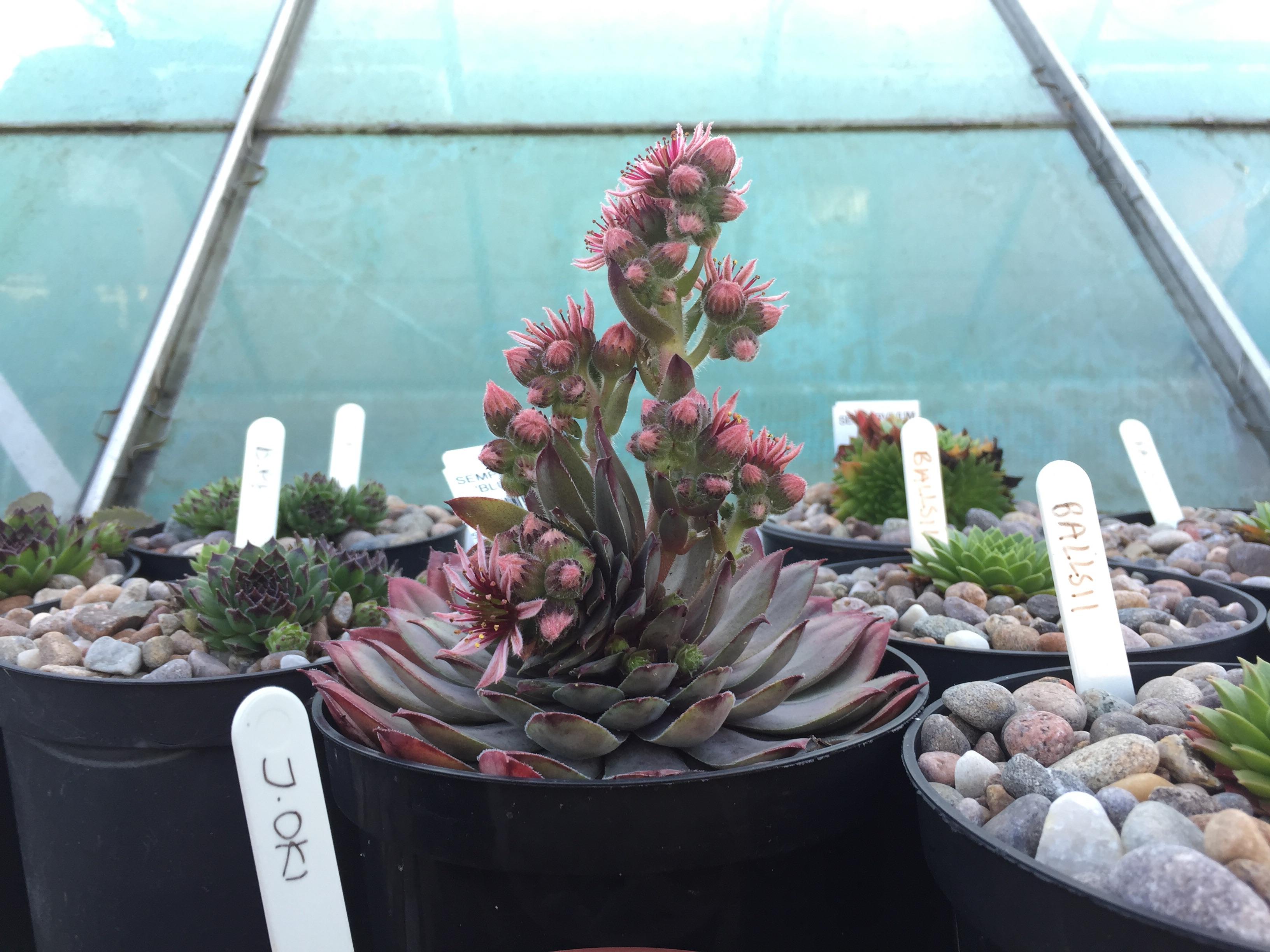 A magnificent death succulents