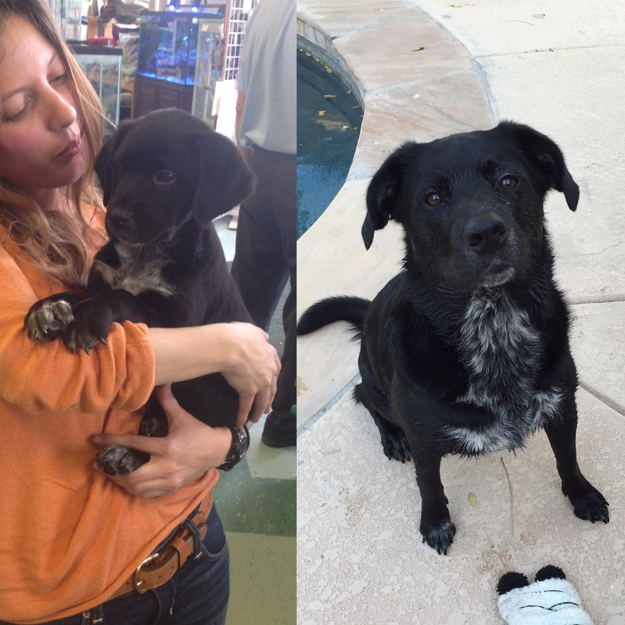 My parents thought it was a terrible idea to adopt a dog in college