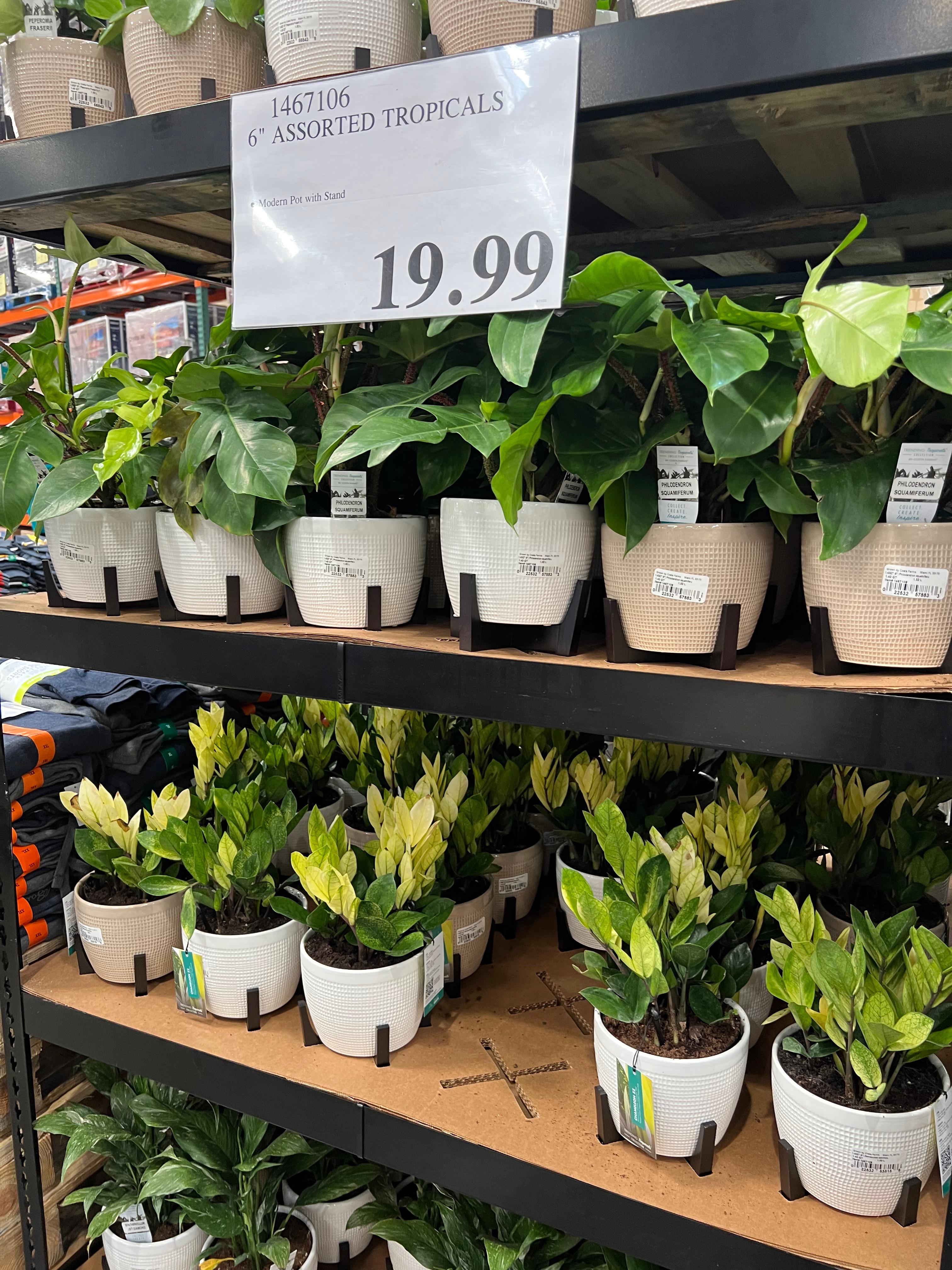Look! Costco and Trending Tropicals houseplants