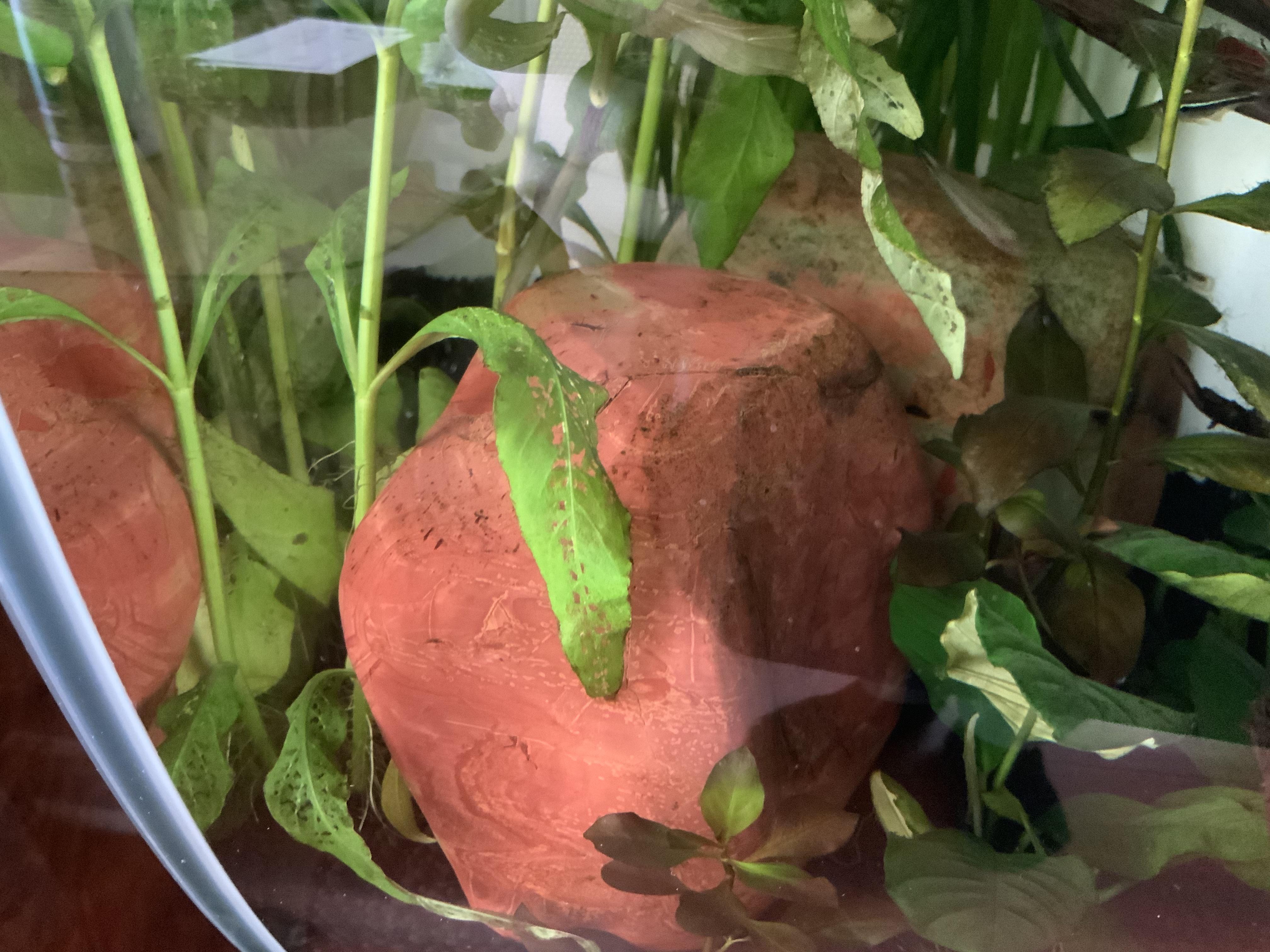 These little holes on specifically these plant leaves have been growing very rampantly and