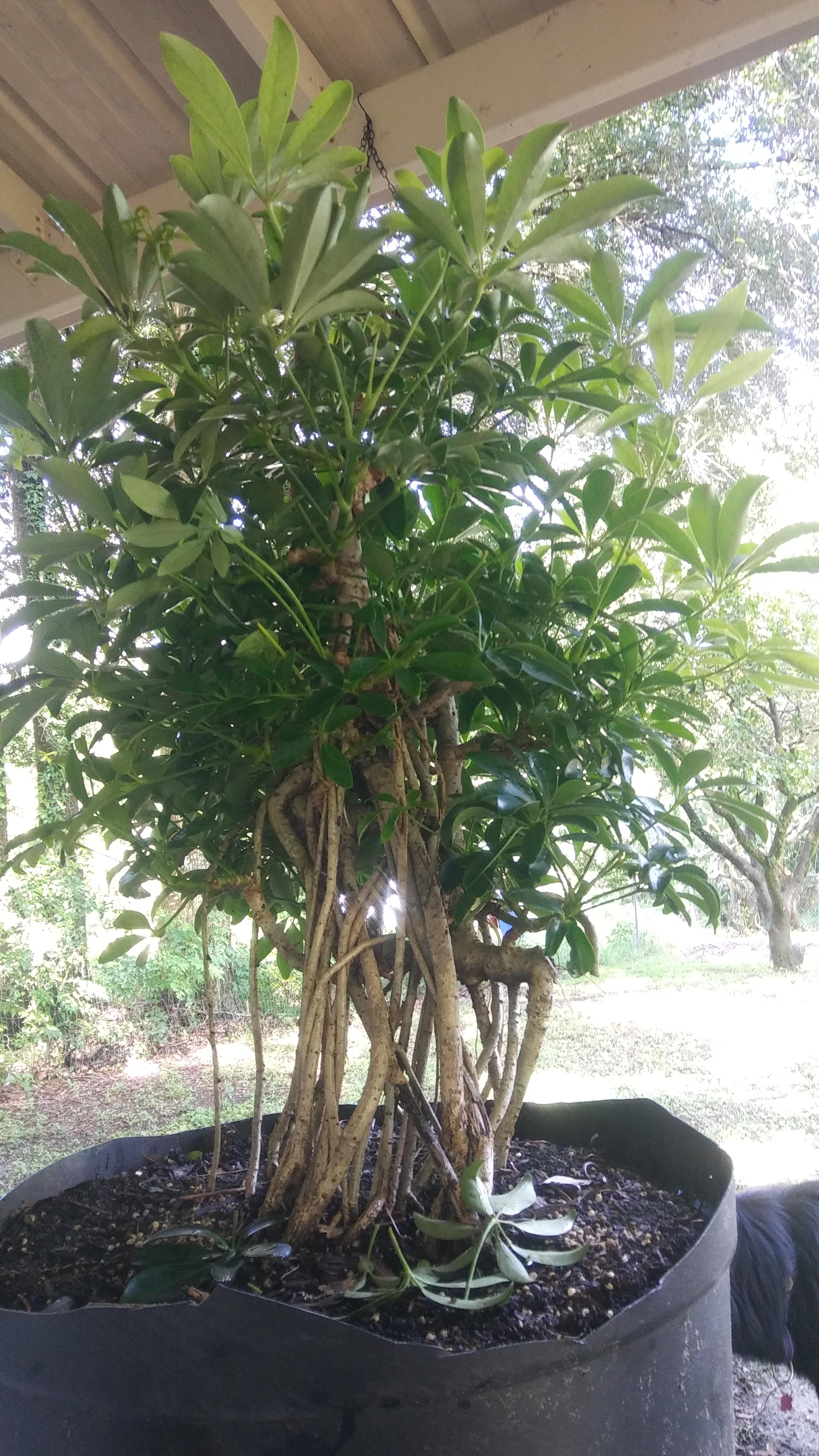 Florida summer + tropical plant= CUT CUT CUT CUT CUT CUT CUT CUT CUT