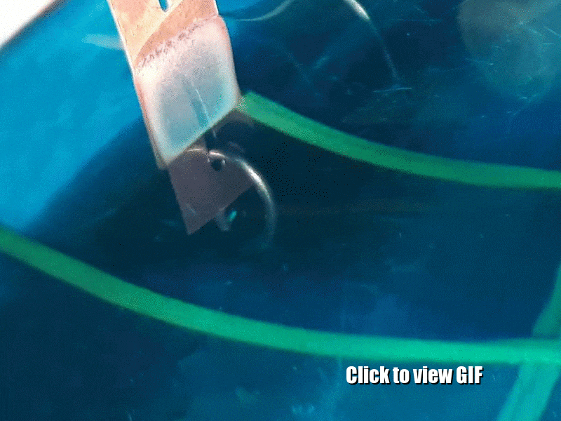 Copper Metal Crystals using Electrolysis electroplating