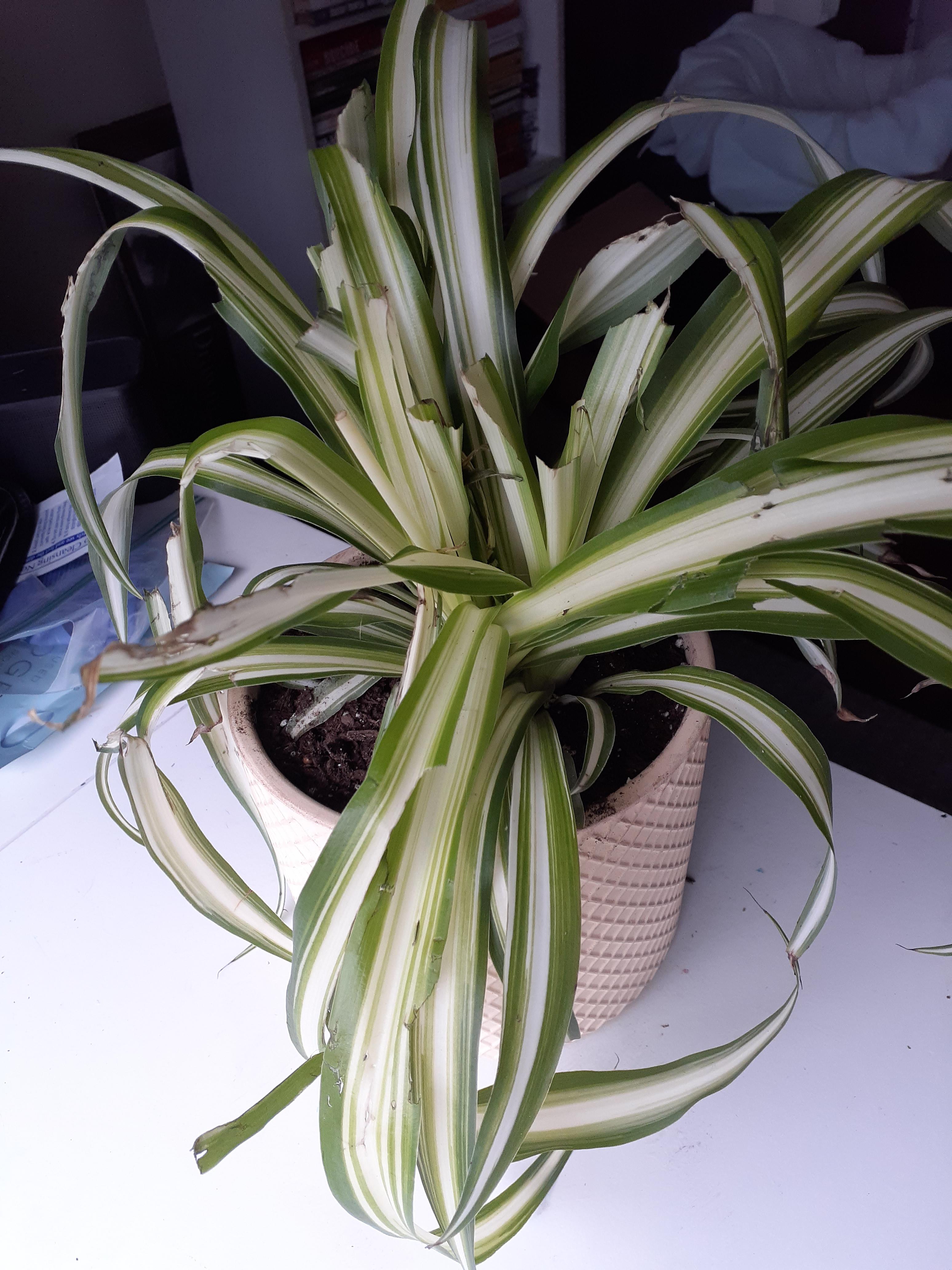 PLEASE what is the best way to help my spider plant after my cat