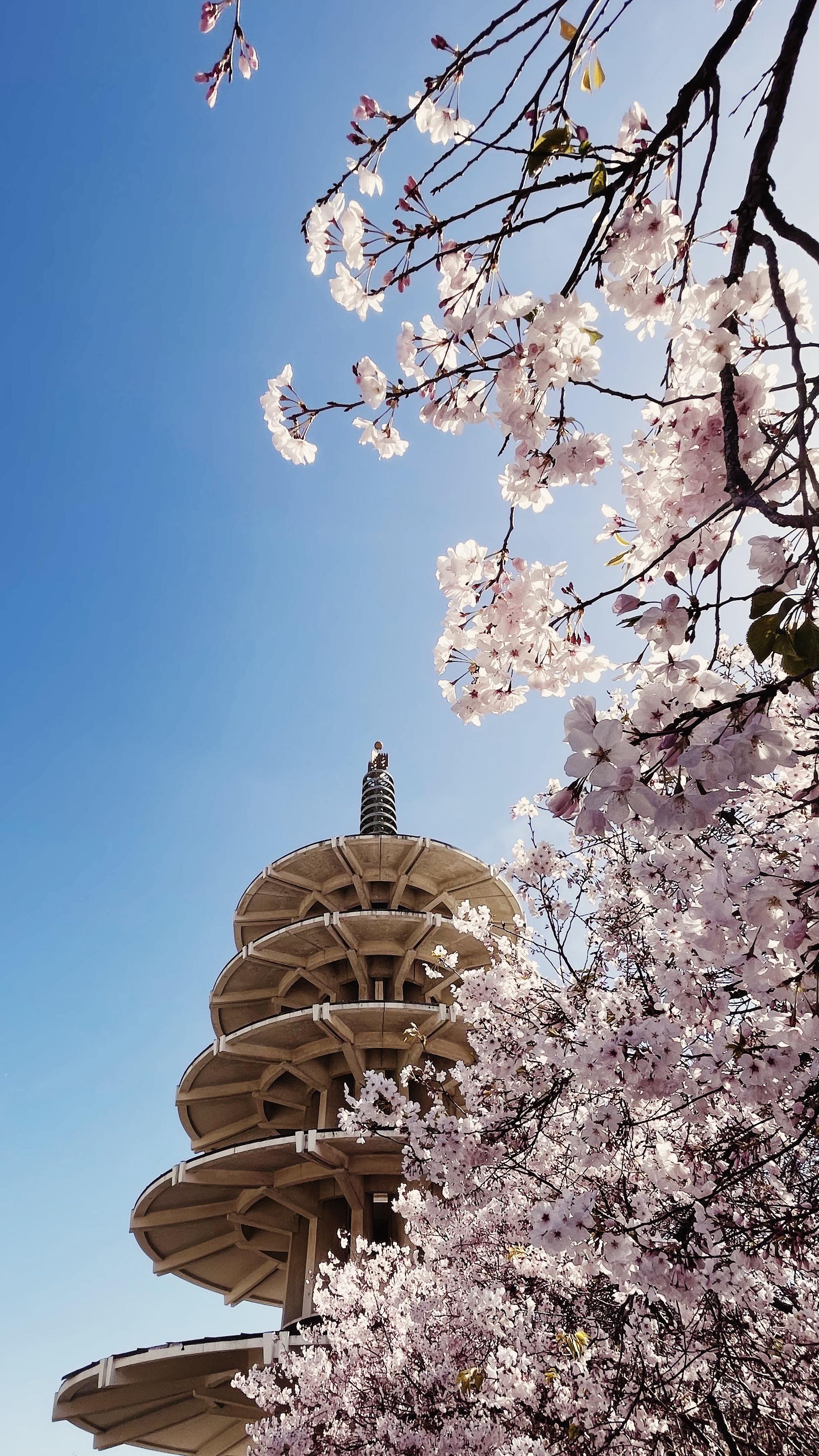 Cherry Blossom Season in Japantown r/sanfrancisco
