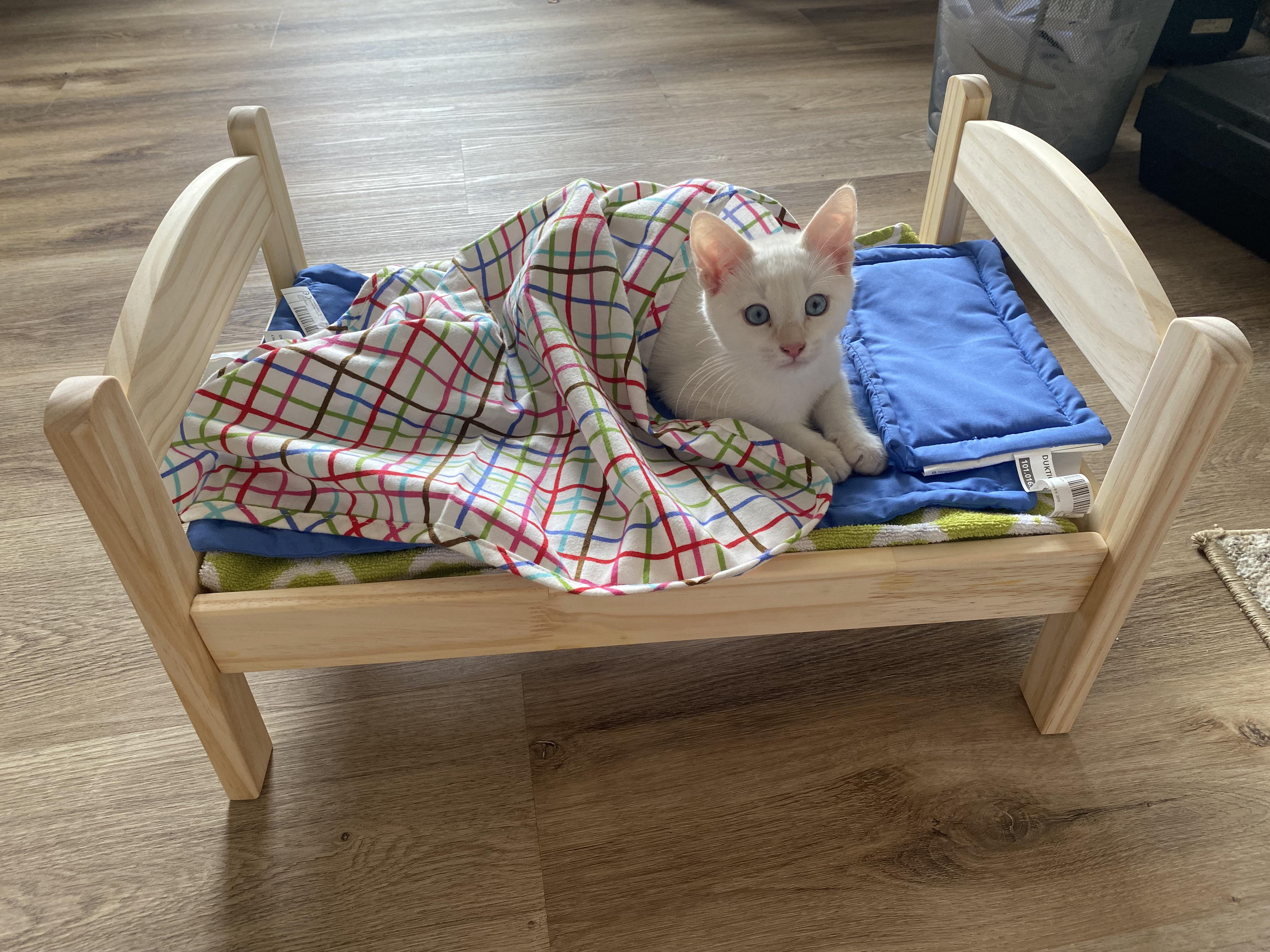 The doll bed is 🔥🔥🔥 Assembly is easy and my cat is obsessed r/IKEA