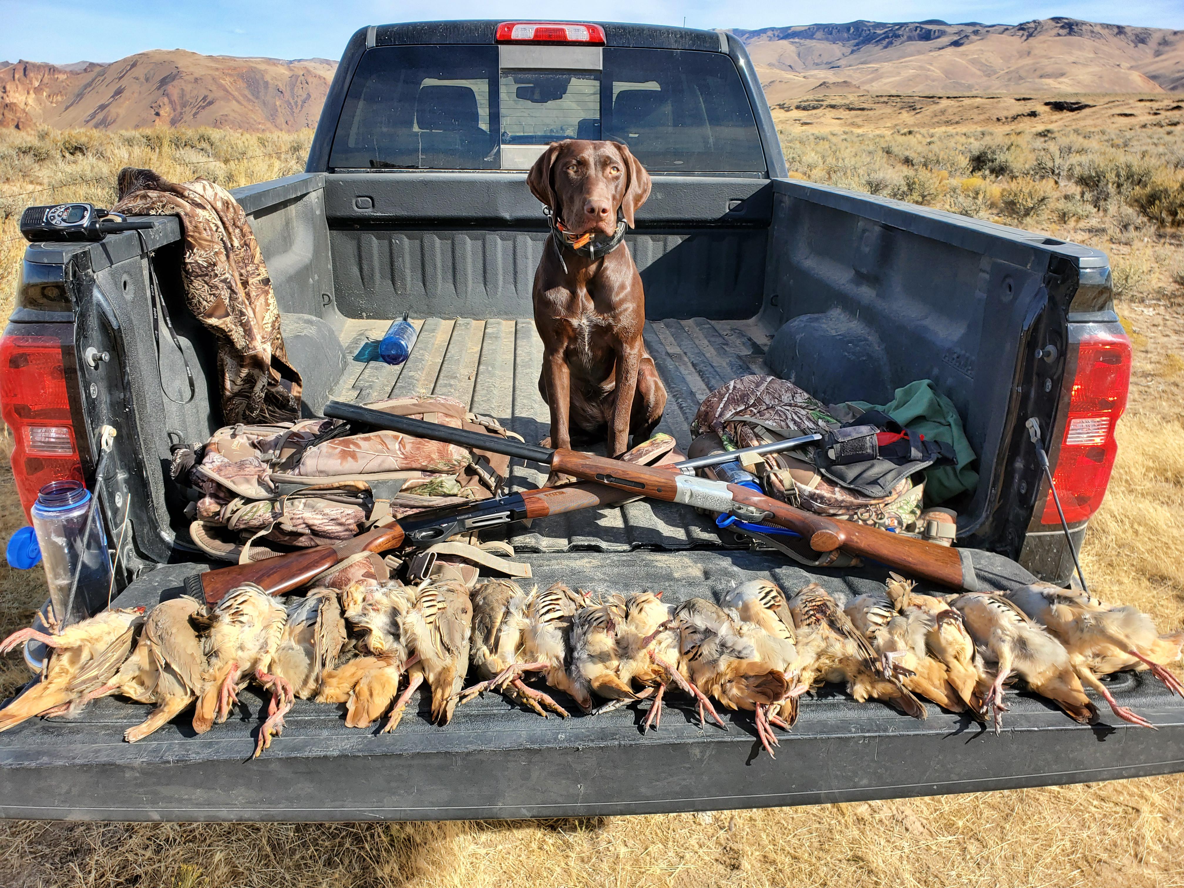 Dog can hunt! My best Chukar day in 20 years. r/birddogs