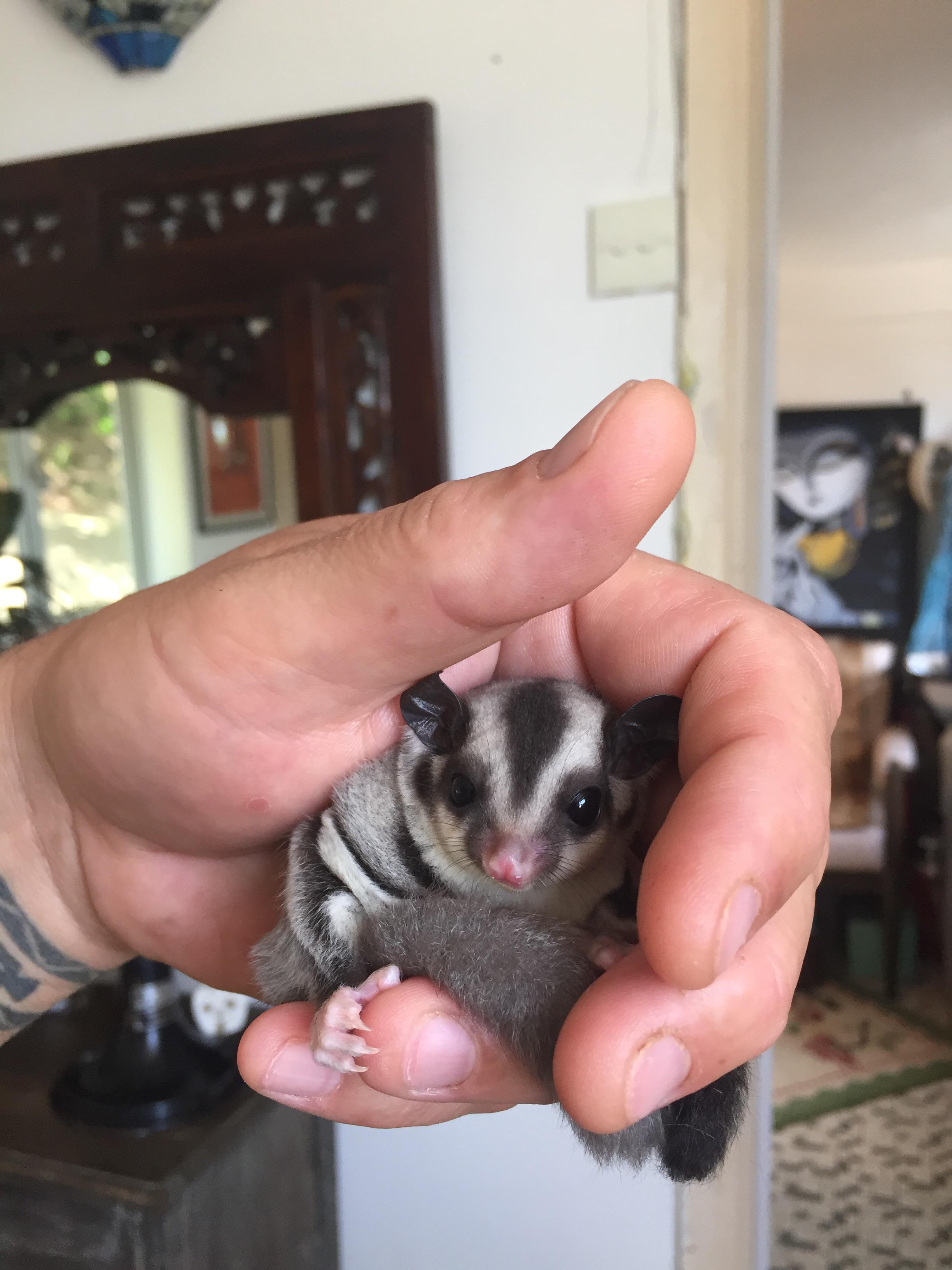 Our surprise baby sugar glider has left the pouch and starting to explore. r/aww