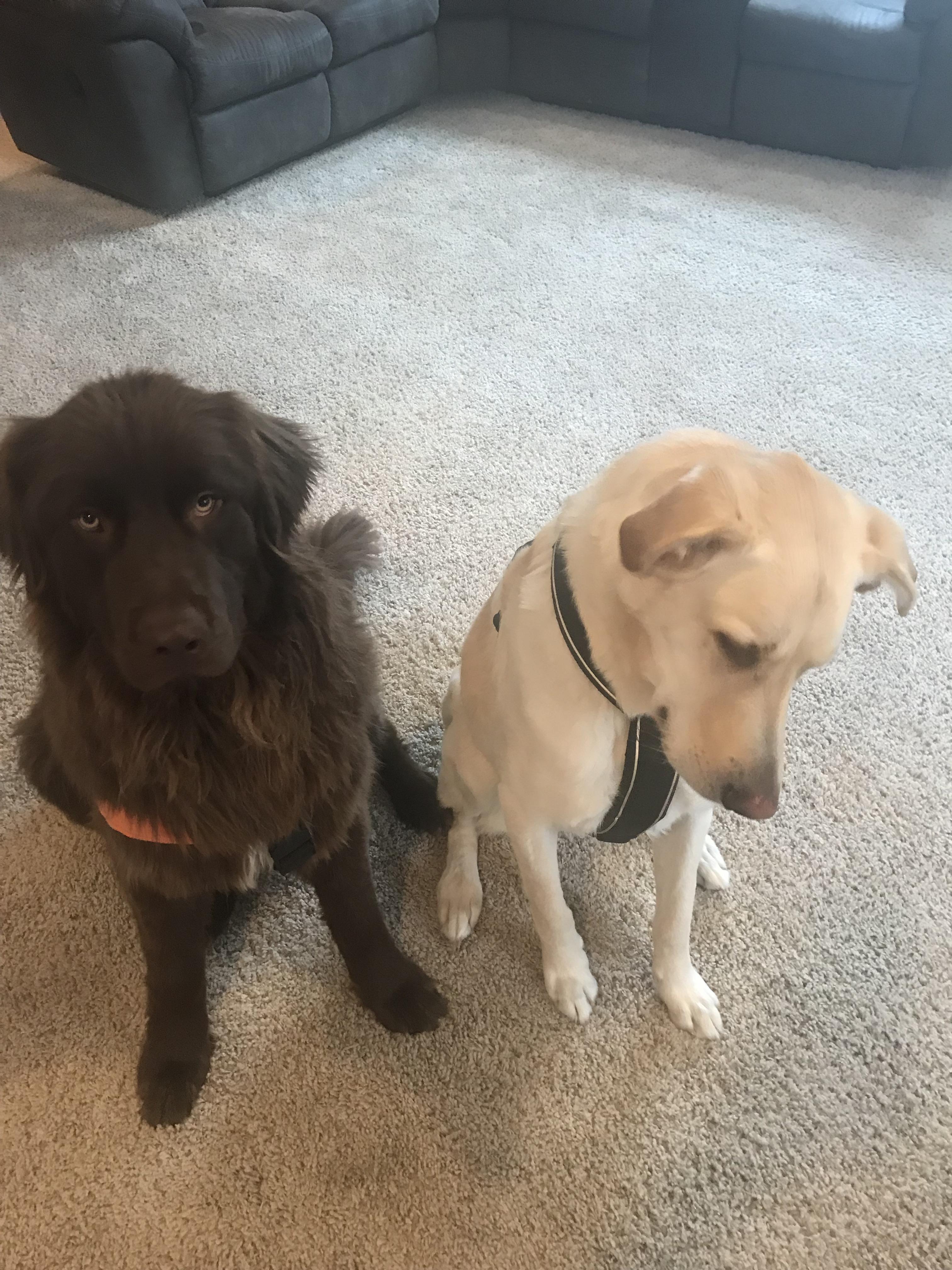 One of these dogs ate a pizza off the counter. r/dogpictures