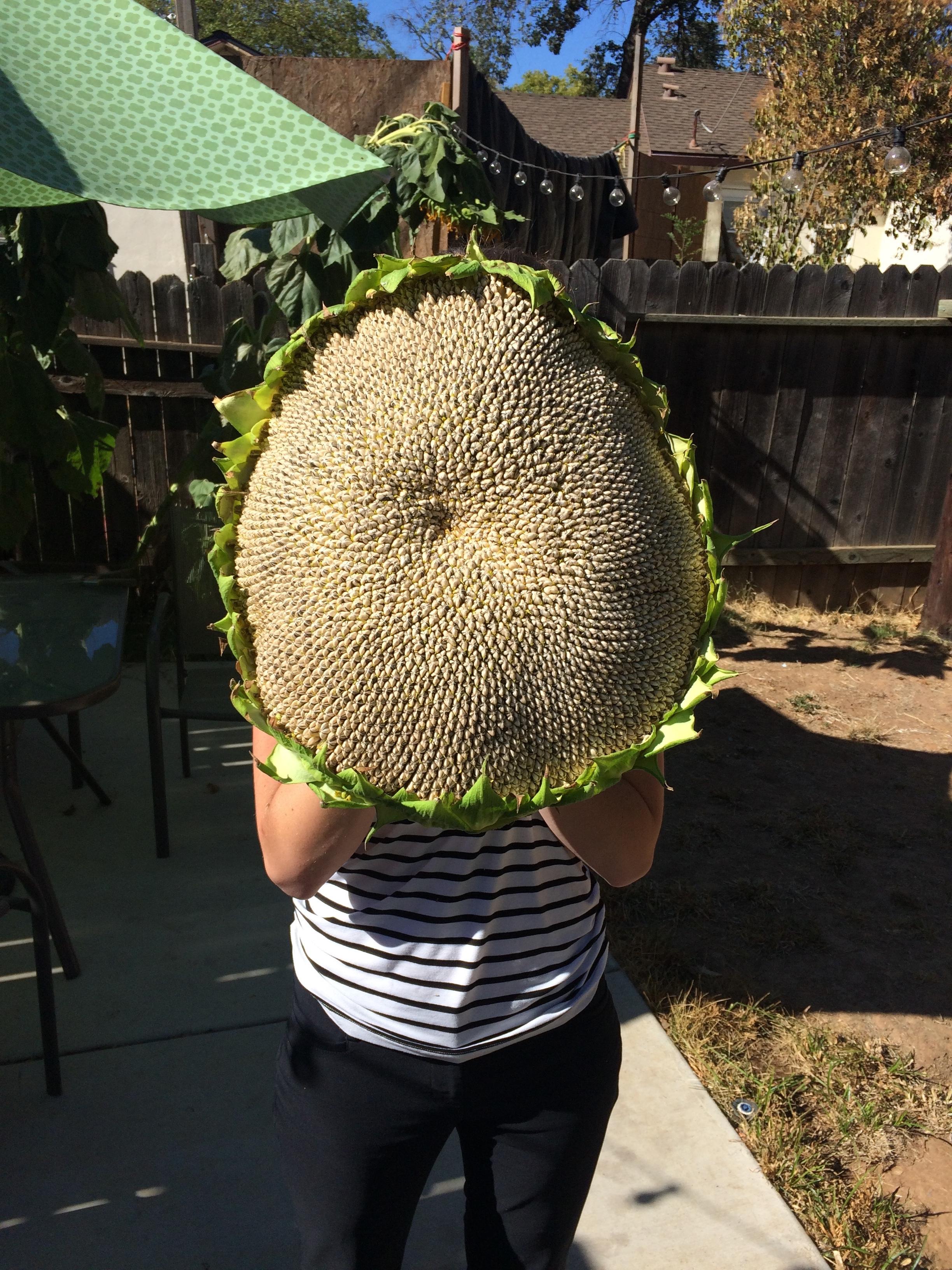 Just wanted to share one of my best sunflowers so far. r/gardening