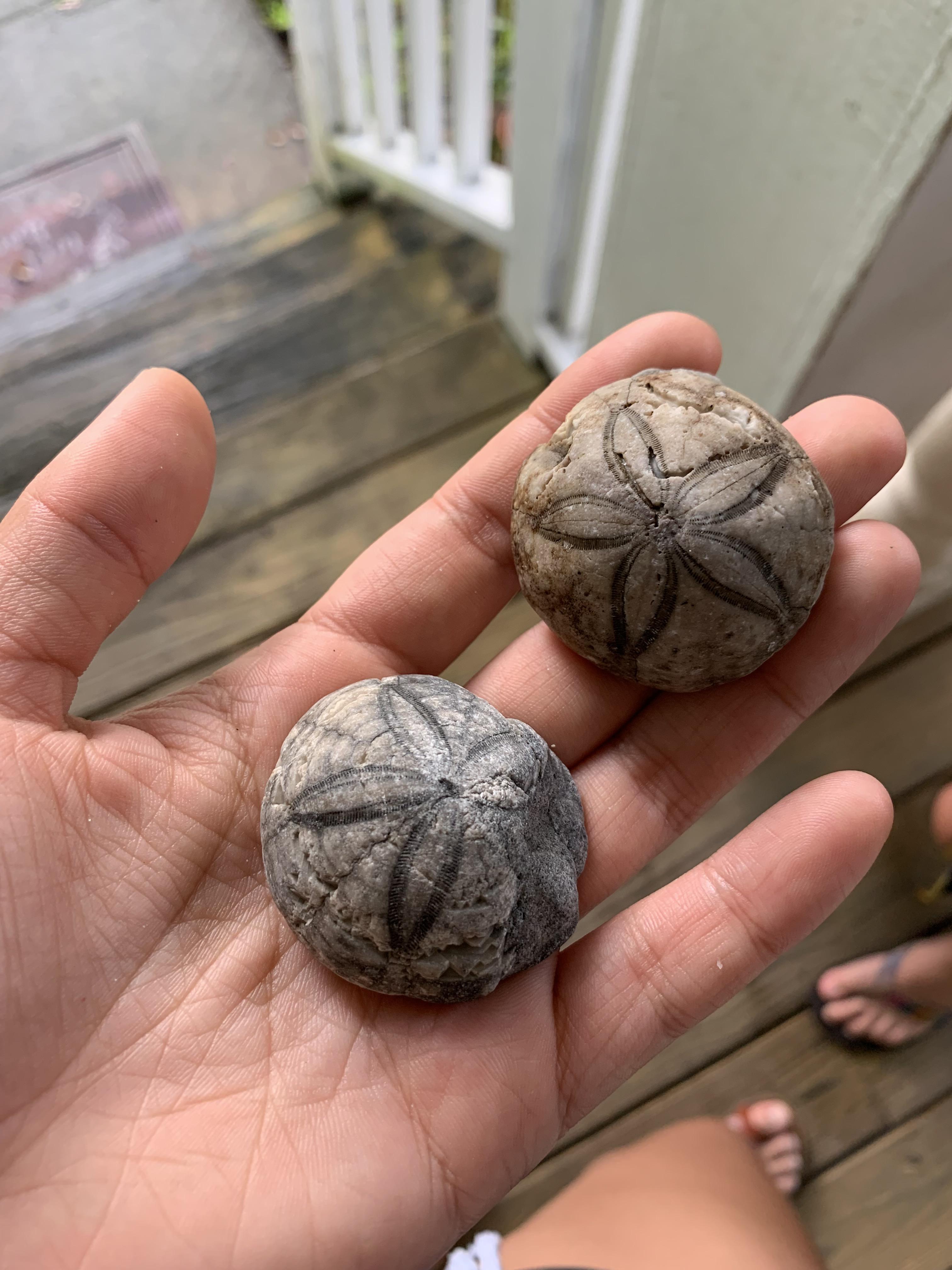 Sand Dollars from Myrtle Beach, SC