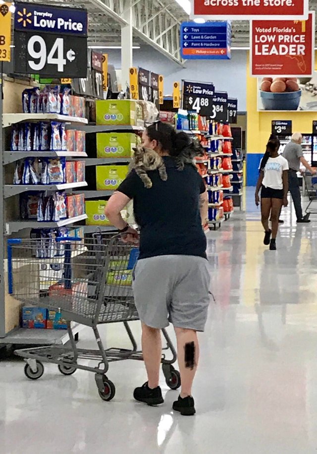 shoulder cats at Walmart r/shouldercats
