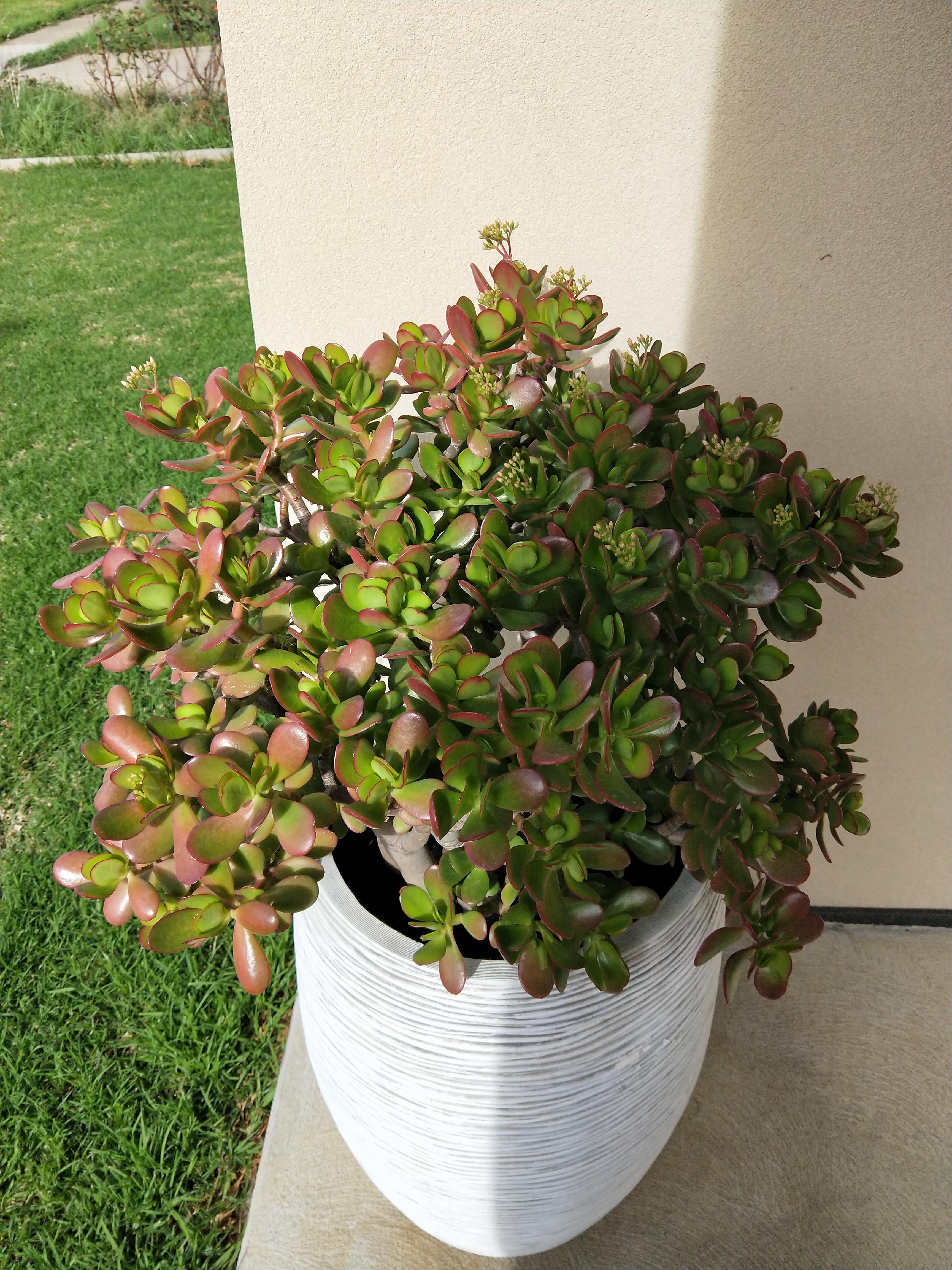 My parent's flowering jade plant, where you can tell which side is