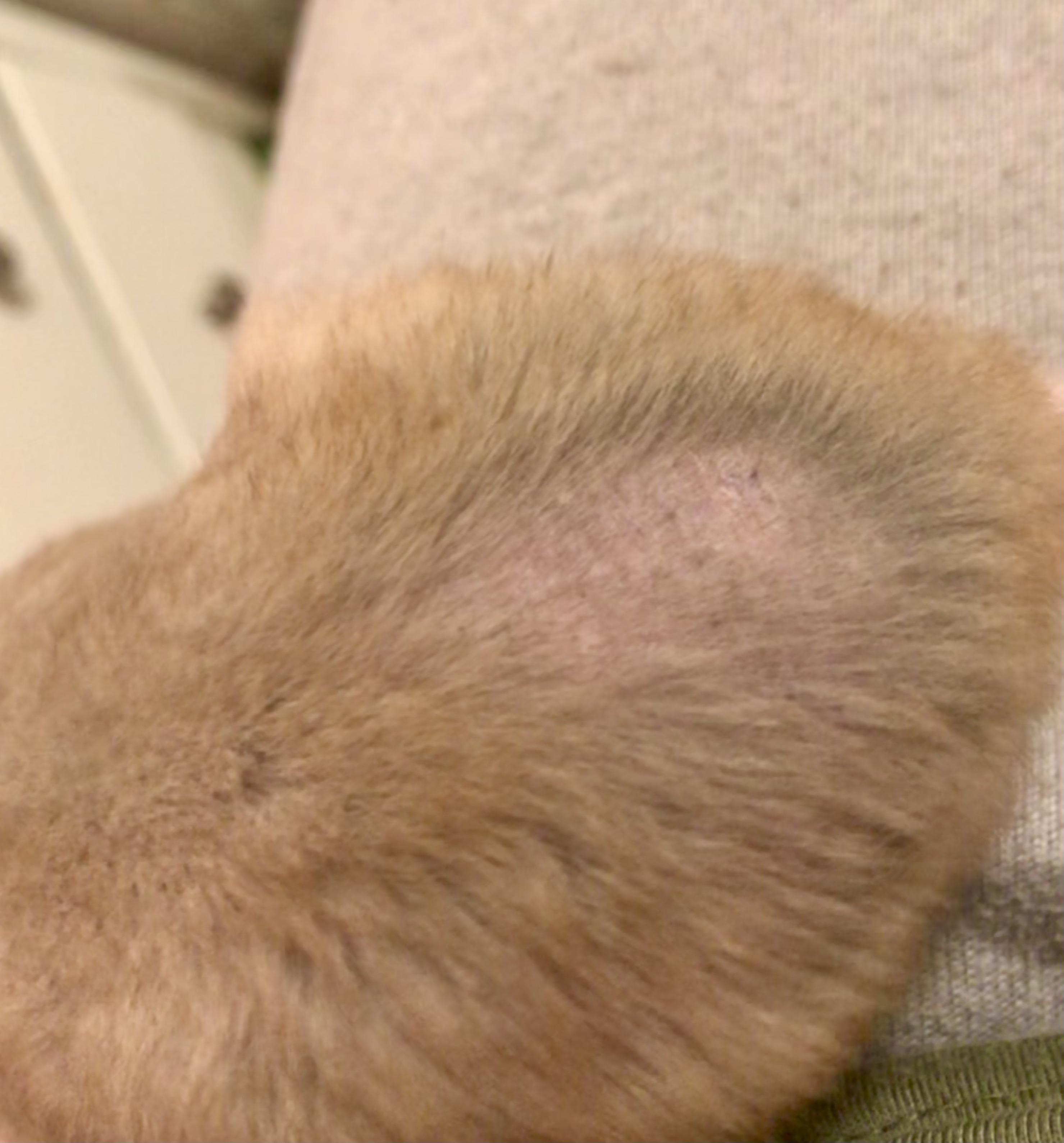 Hamster lost fur in one spot on her back! There’s dark pigmentation