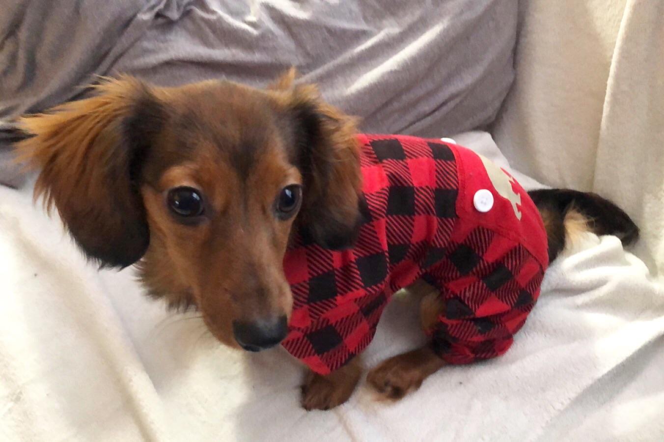 Ellie loves her new jammies. Yes there’s a bear on her butt 😍🐕🐻 r