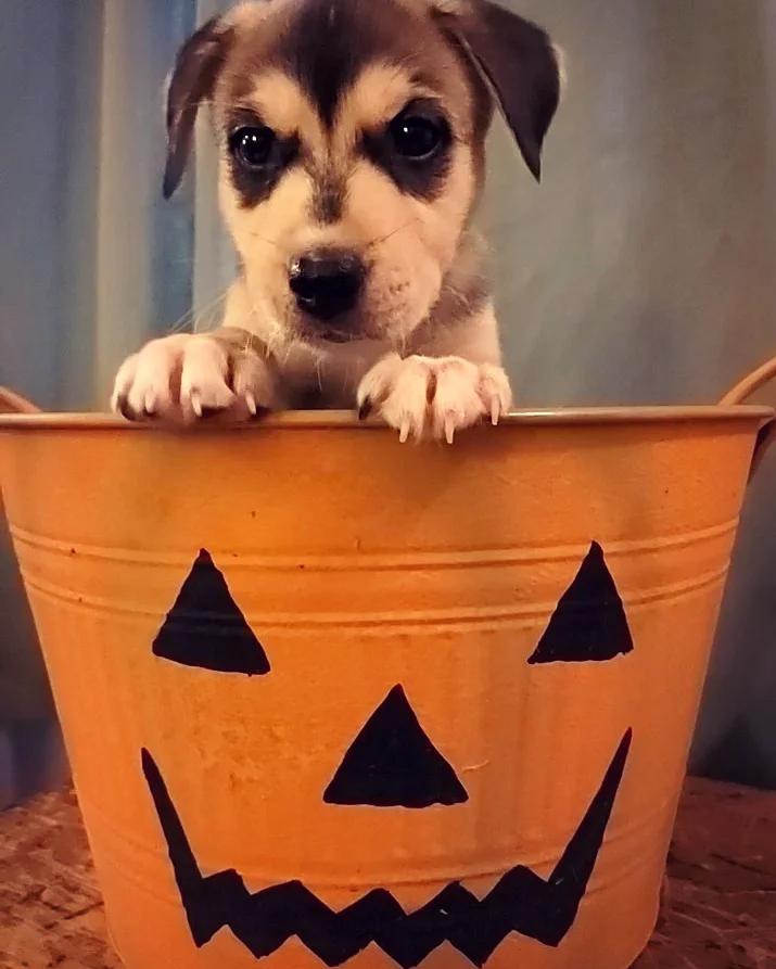 Husband found this puppy in the middle of flood weather. He's now named