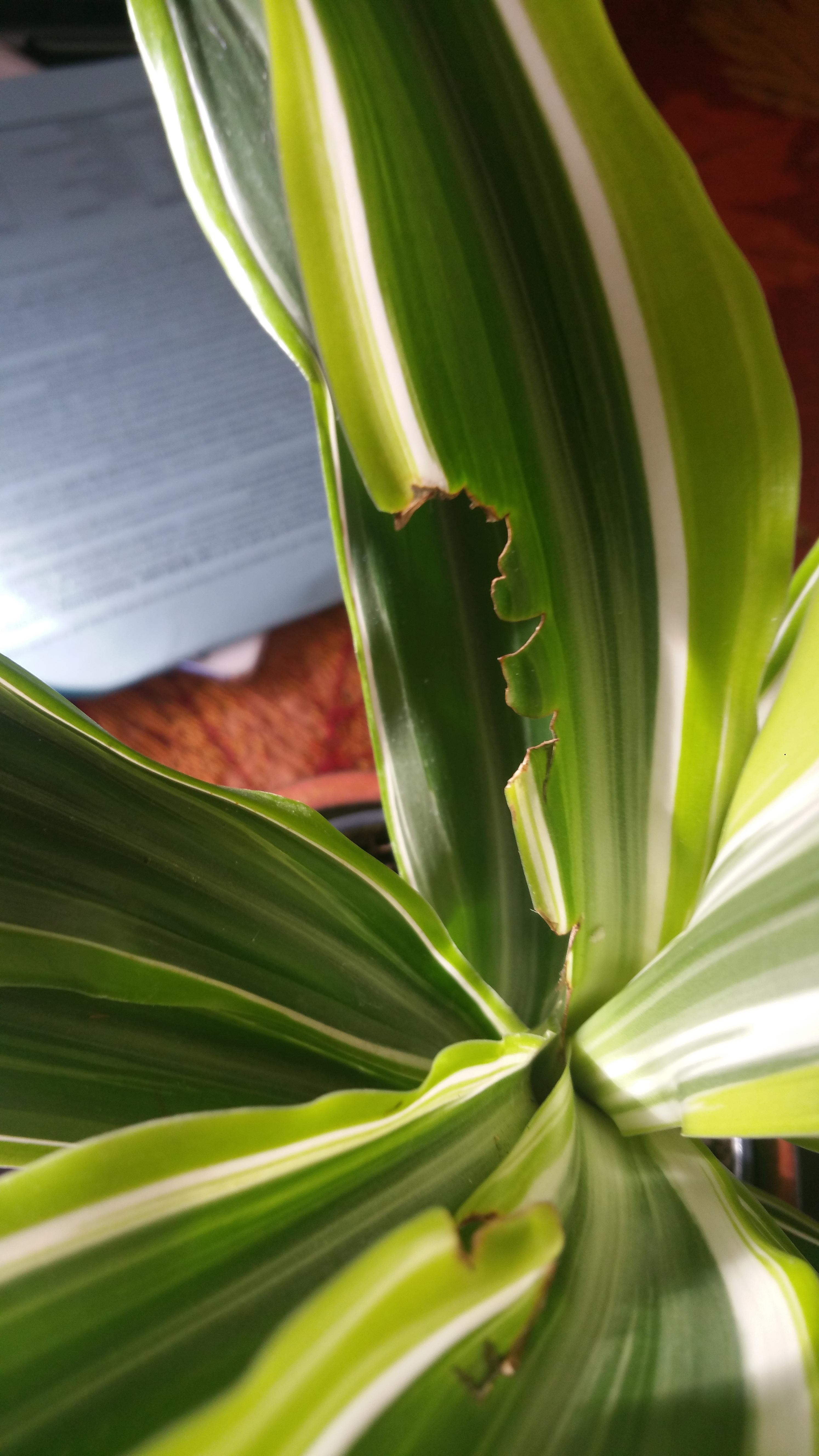 Indoor Corn Plant is Being Eaten by Something