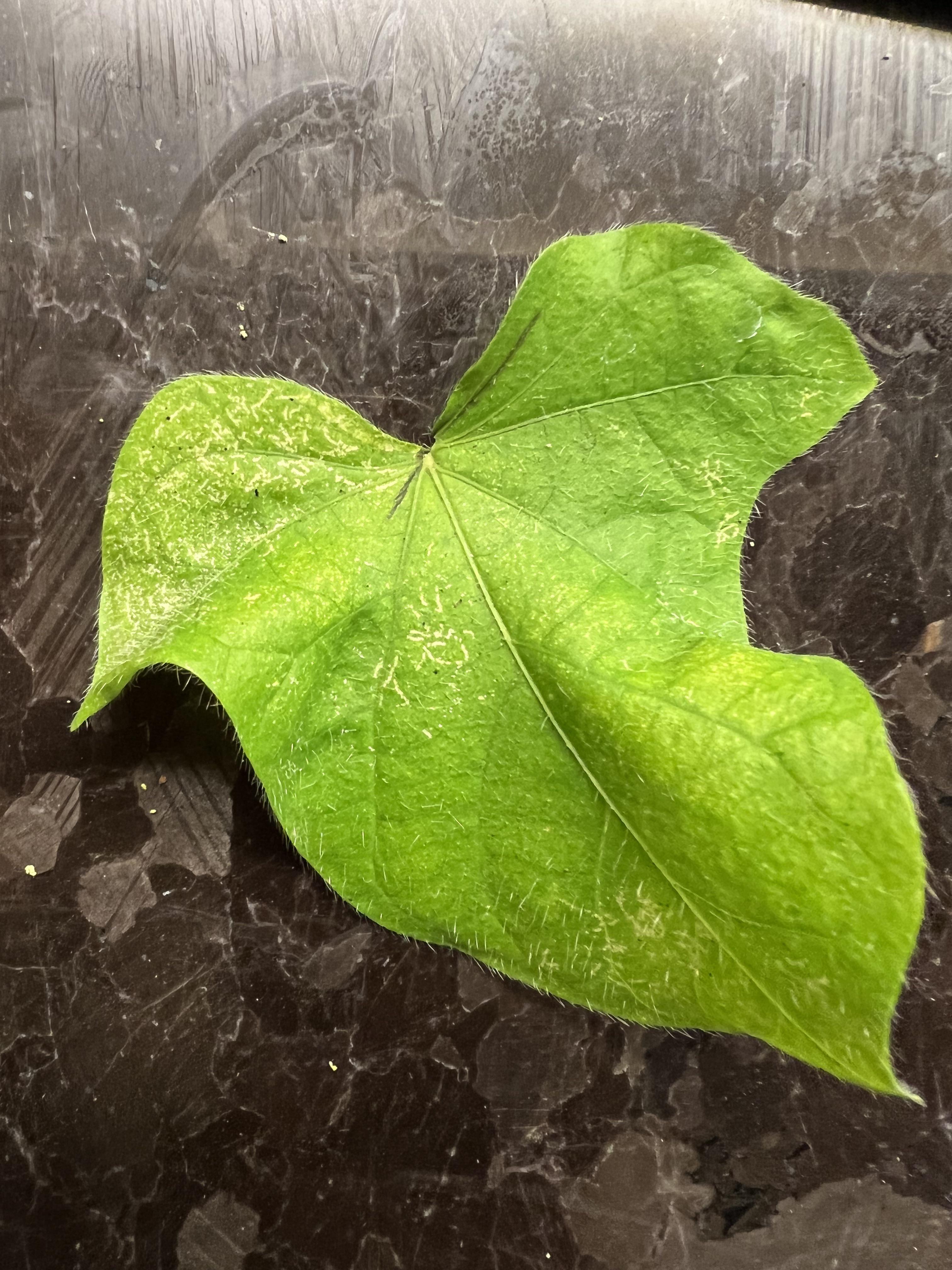 What is going on with my morning glory leaves? r/plantclinic