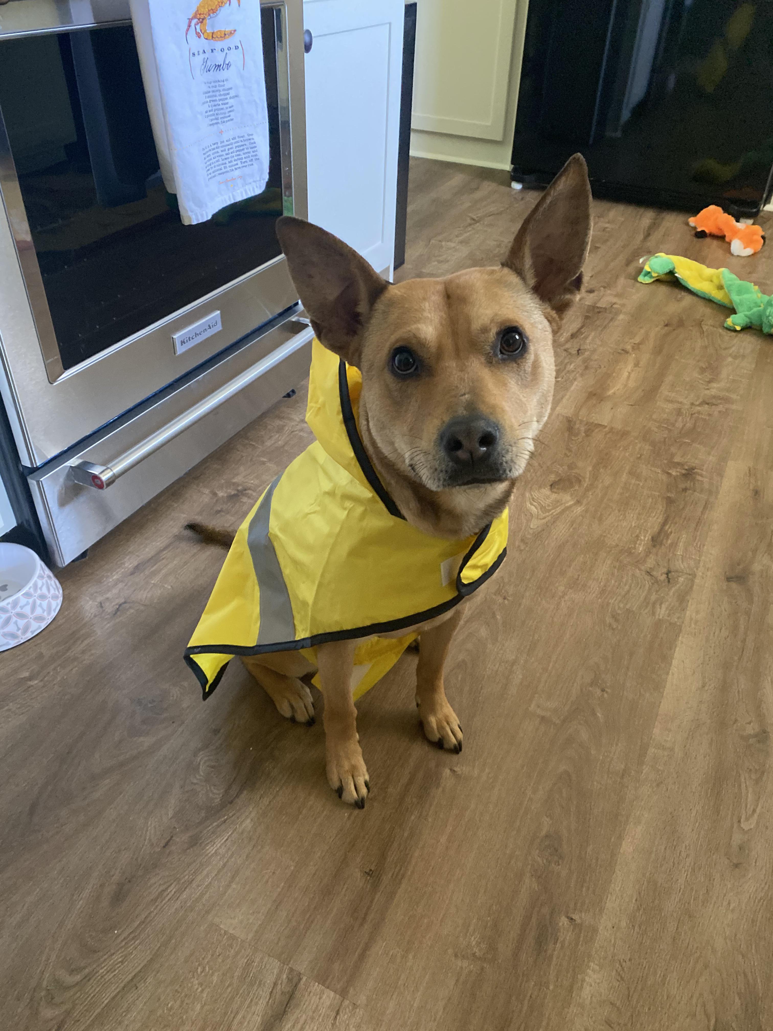 Doggy rain coat is approved! r/aldi