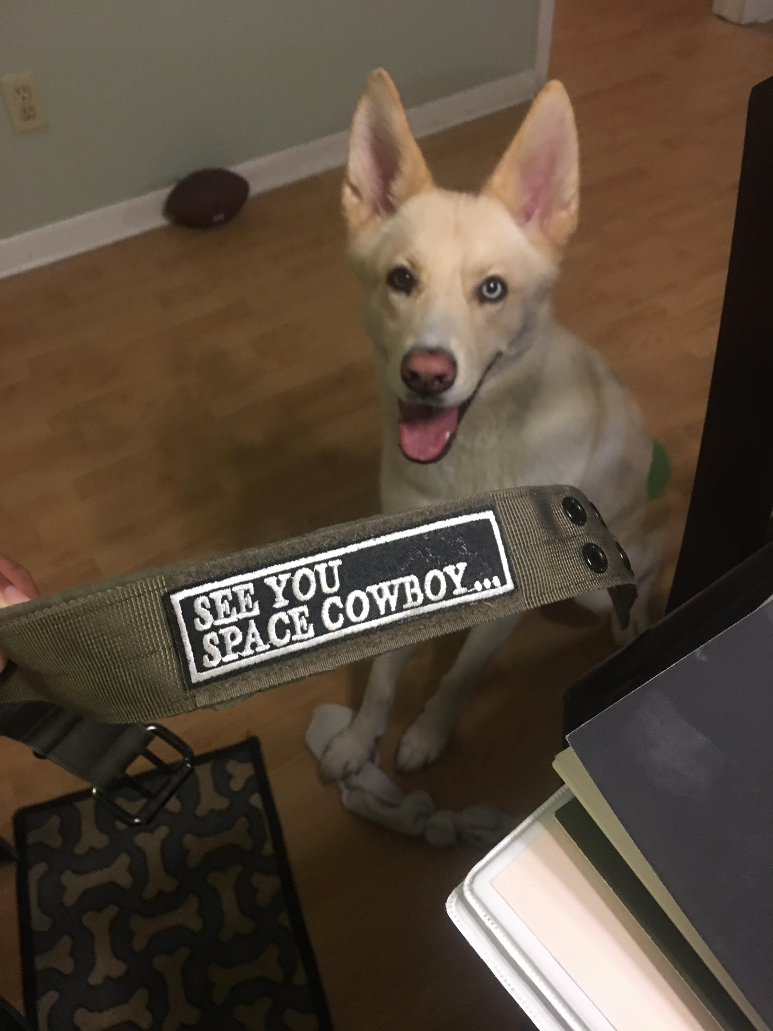 I pimped my dogs collar out with this sweet patch r/cowboybebop