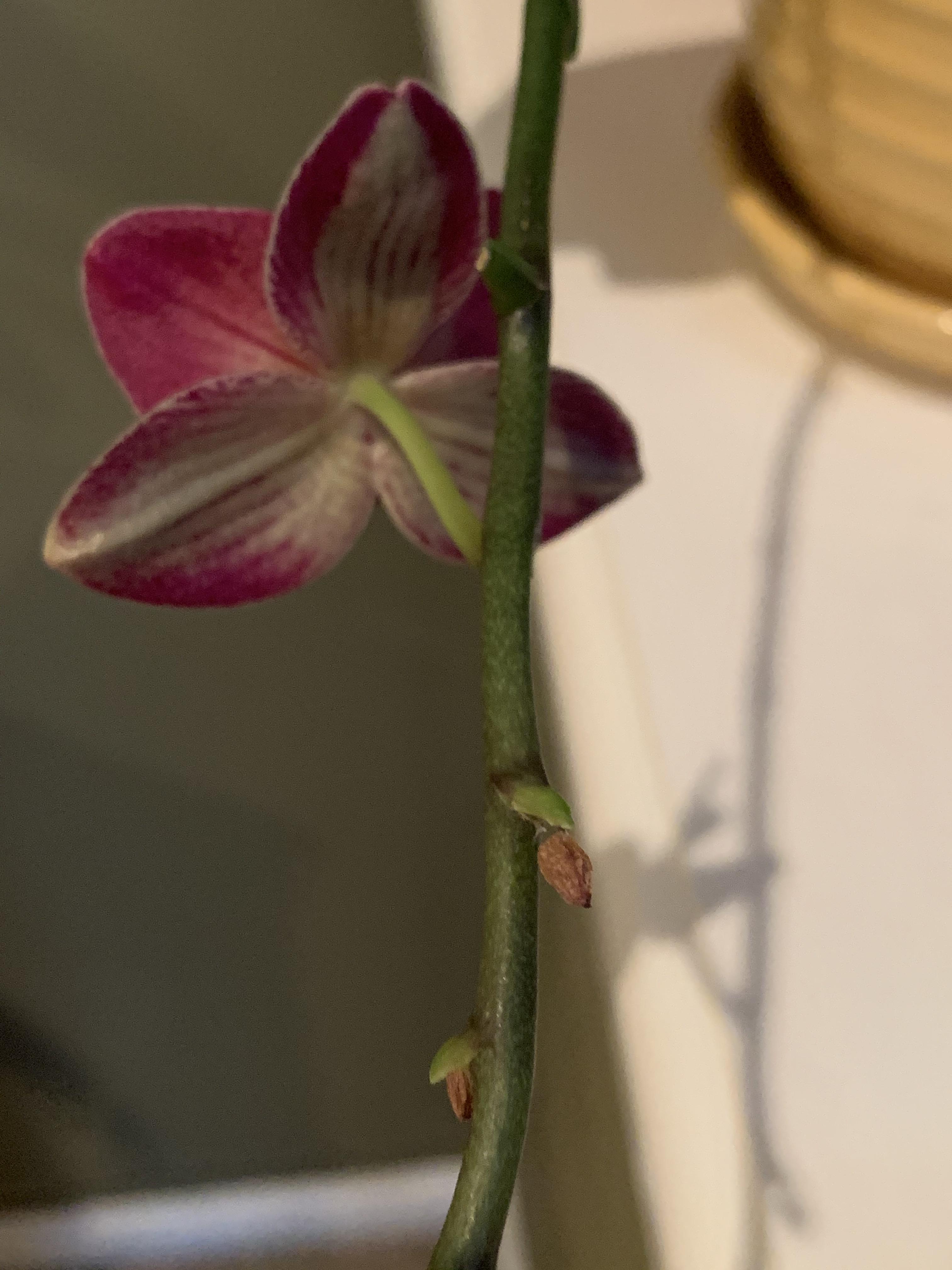 Can anyone tell me why some of these little buds seemed to dry up