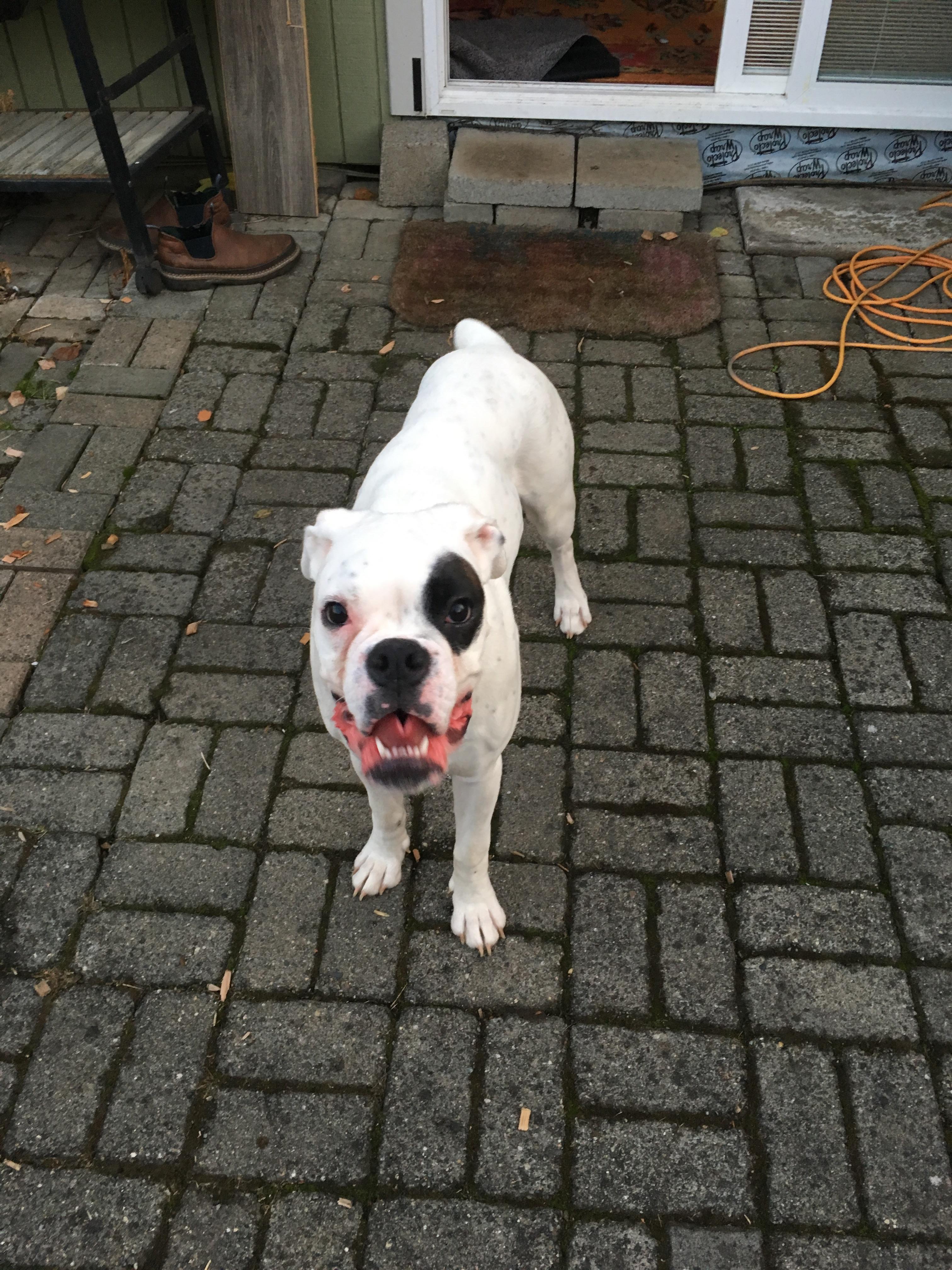 Dog Found Near Vancouver Mall r/vancouverwa
