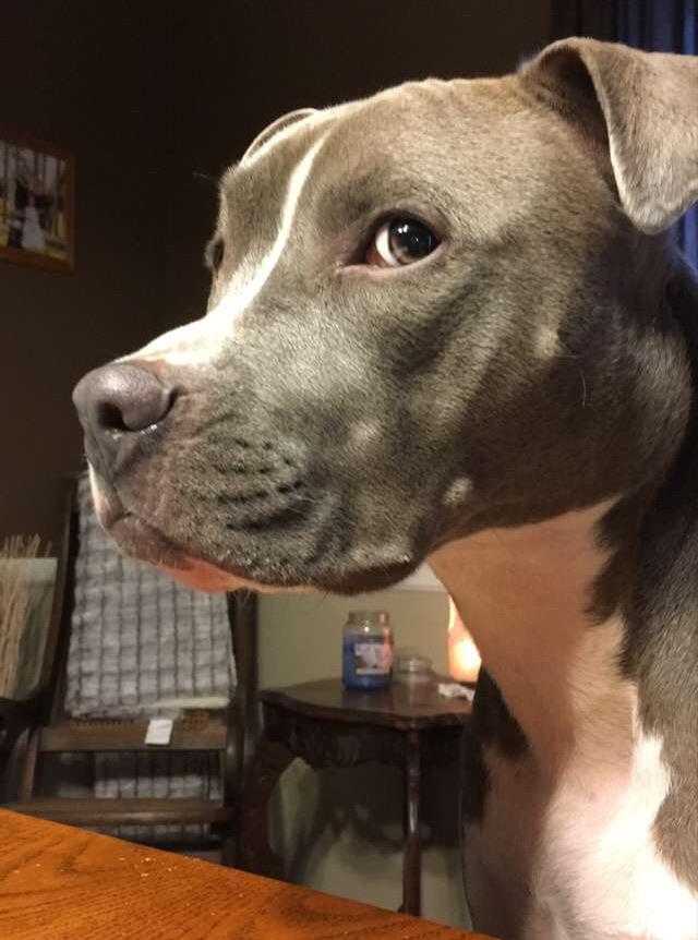 Dont judge me pitbulls