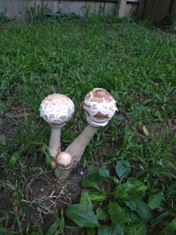 What are these mushrooms growing in my back yard? In central