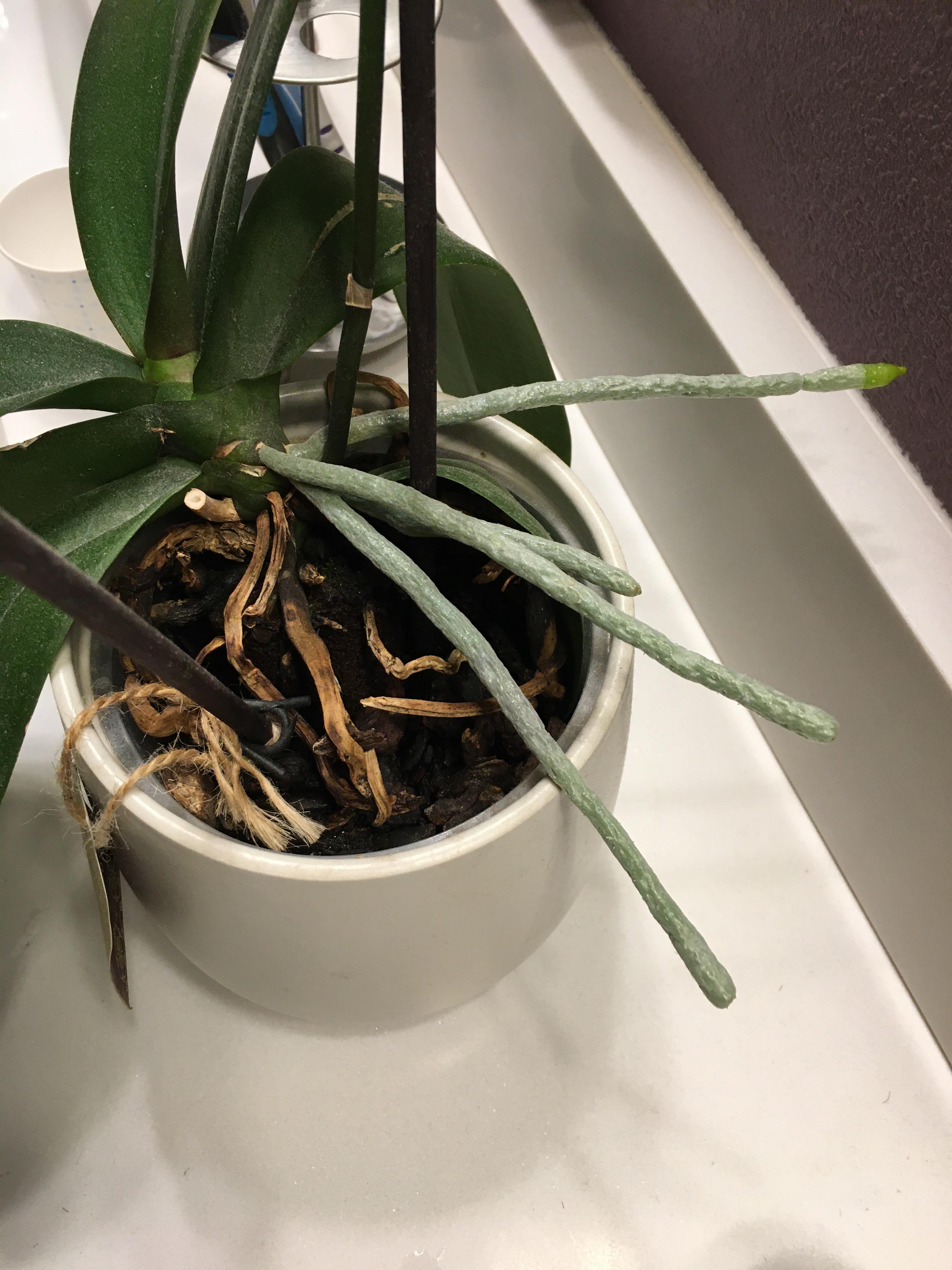 No blooms for over a year but all of these things. Not sure what we are