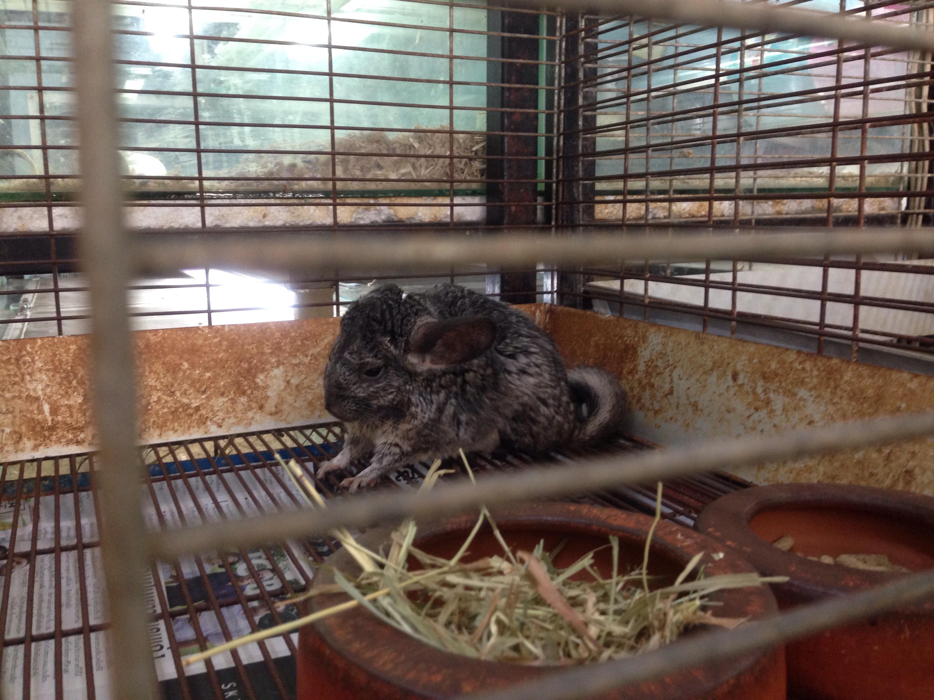 Hello, I rescued a miserable in year old female chinchilla from a pet