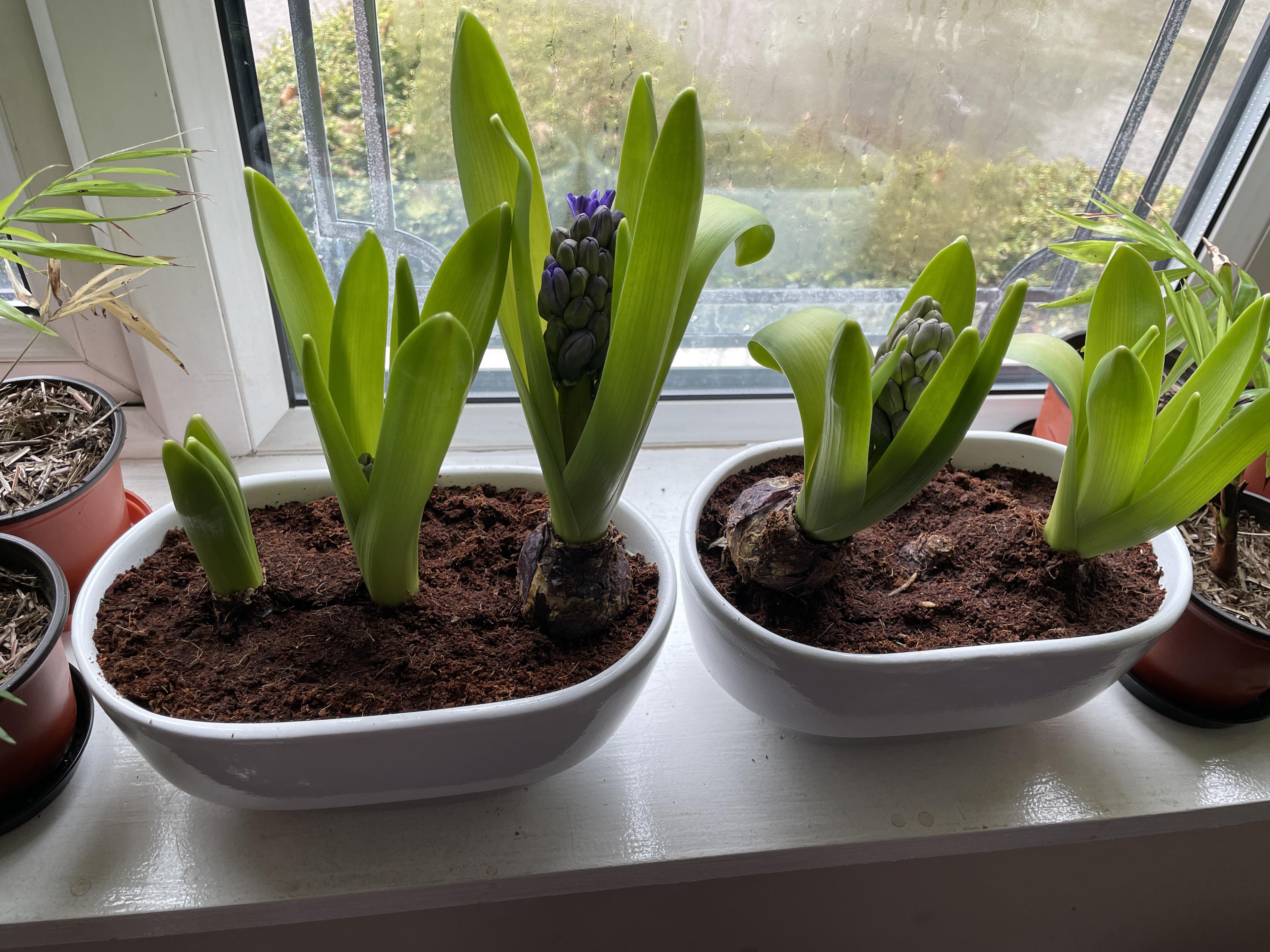 Hyacinth bulbs coming out of the soil and leaves curling. What to do