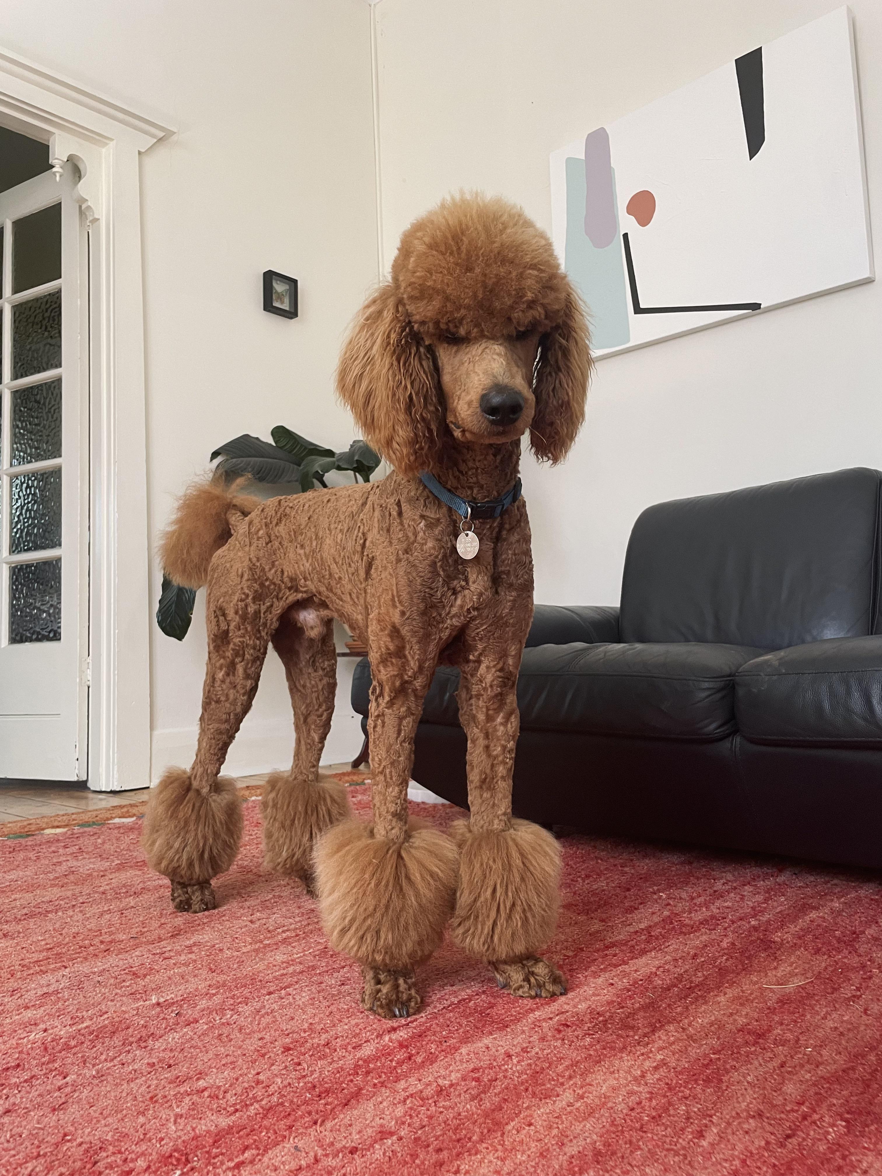 Standard Poodle grooming maintenance advice? r/doggrooming