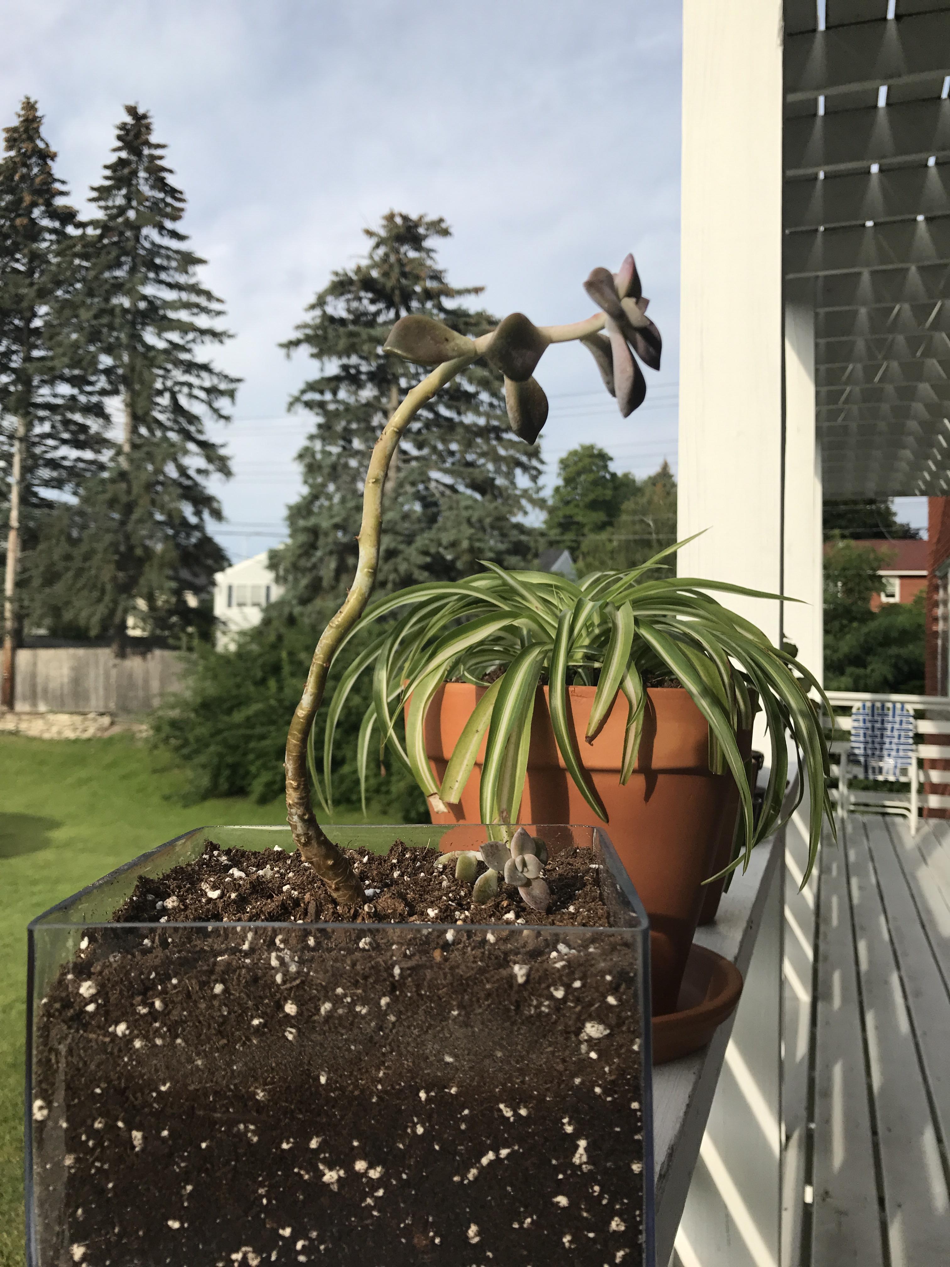 Rescued succulent growing sideways, small sprout off bottom growing on