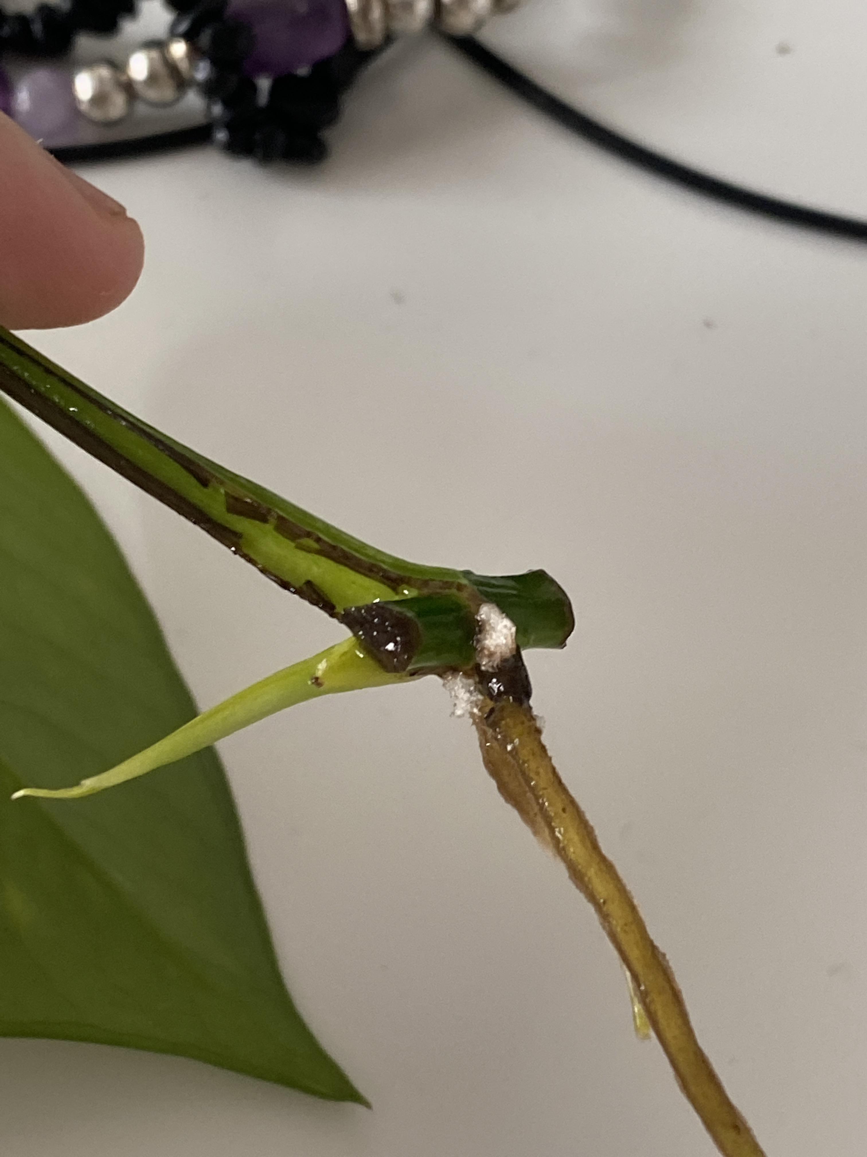what's the white stuff on my pothos cuttings' roots? I've had plants