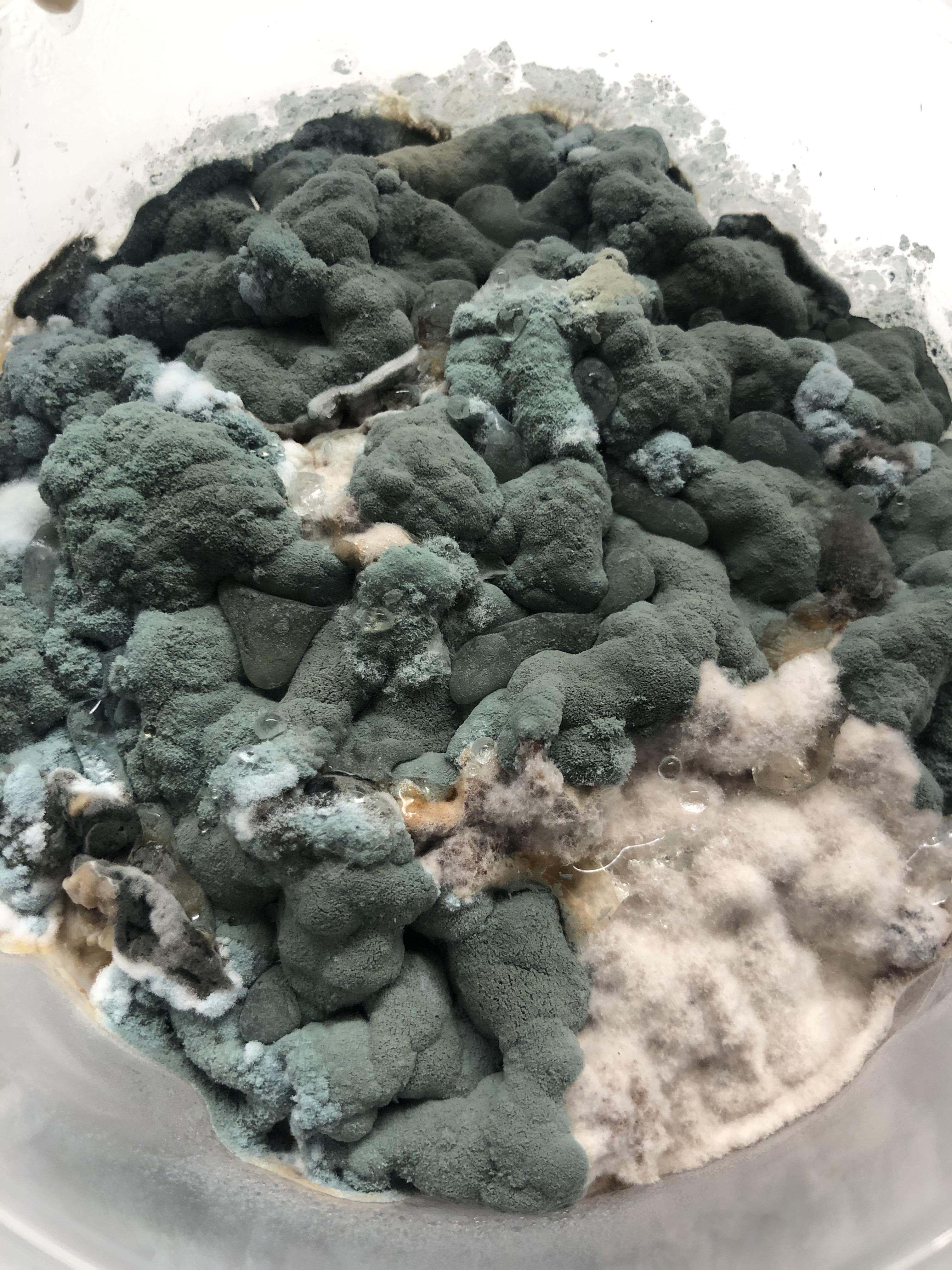 The mold that grew on the overnight oats I had to abandon at work