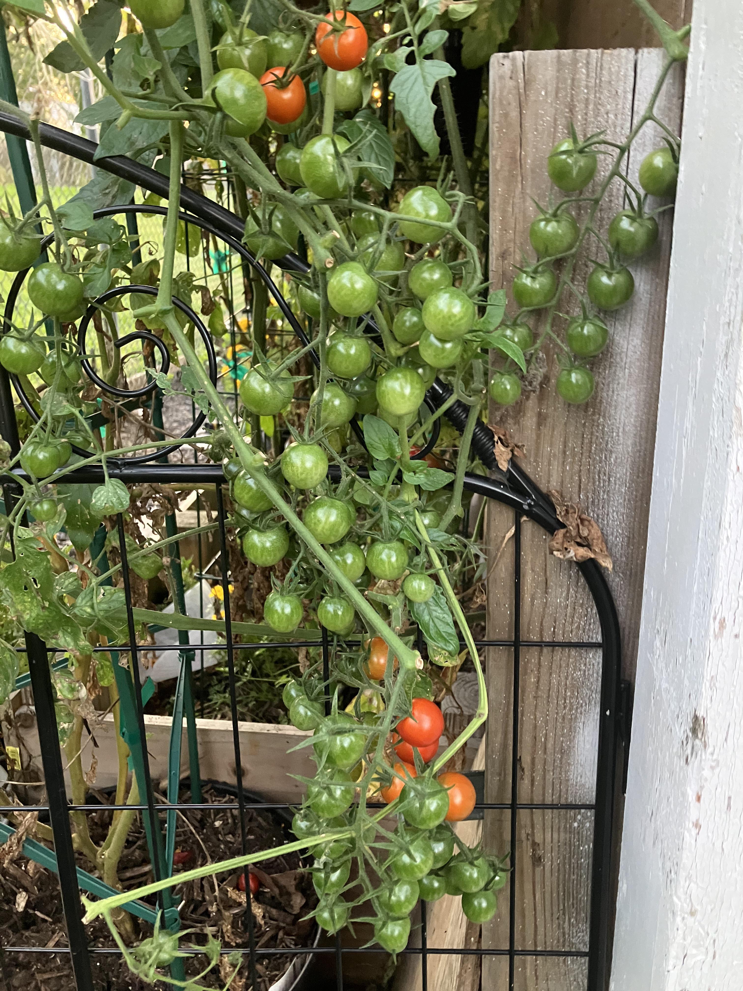 Unripe cherry tomatoes I have hundreds. If I clip the vines will they