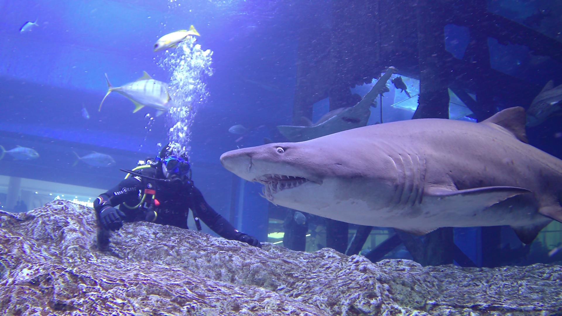 Dubai Mall Aquarium Shark Dive