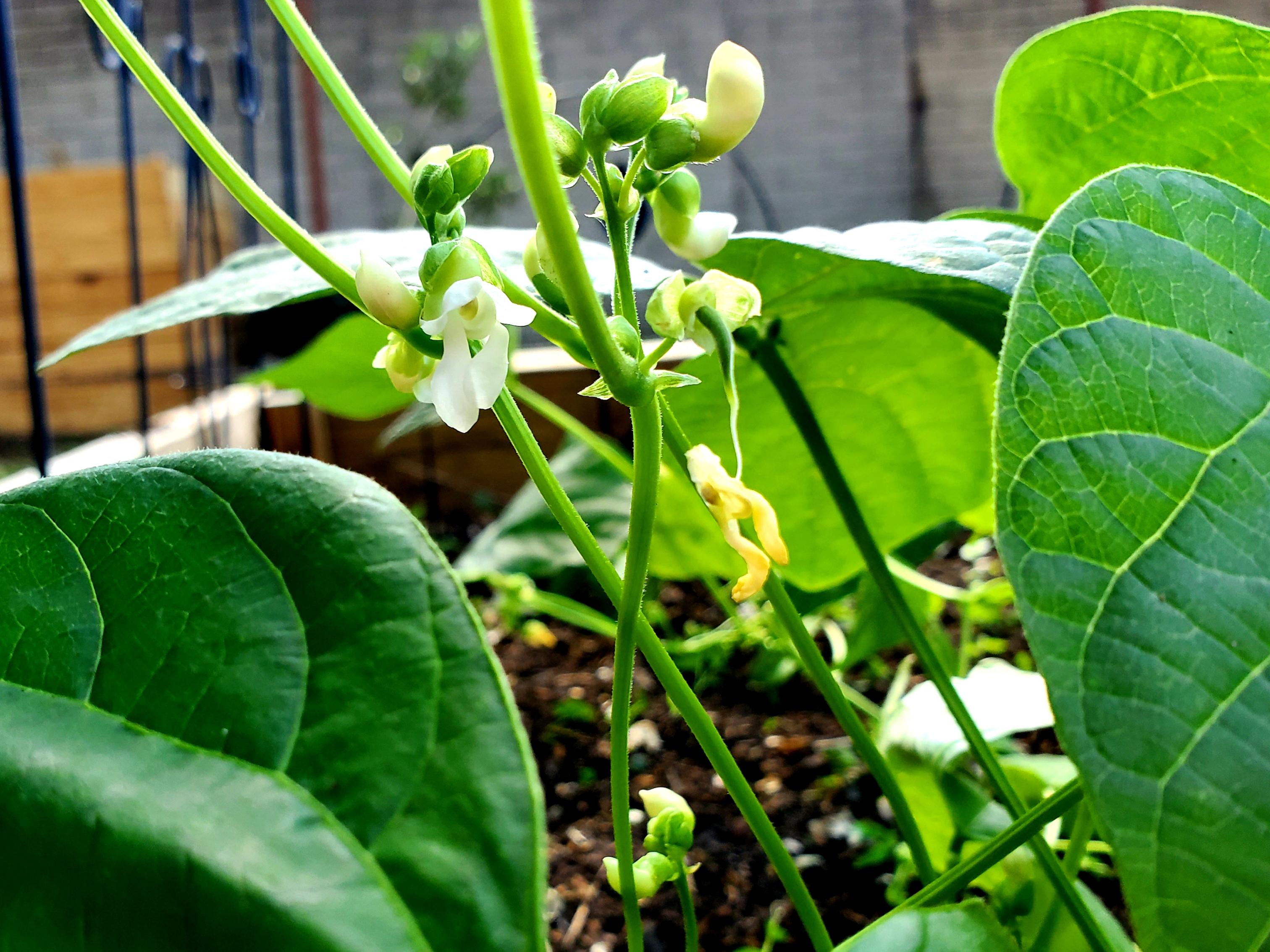 I love green bean flowers! r/vegetablegardening