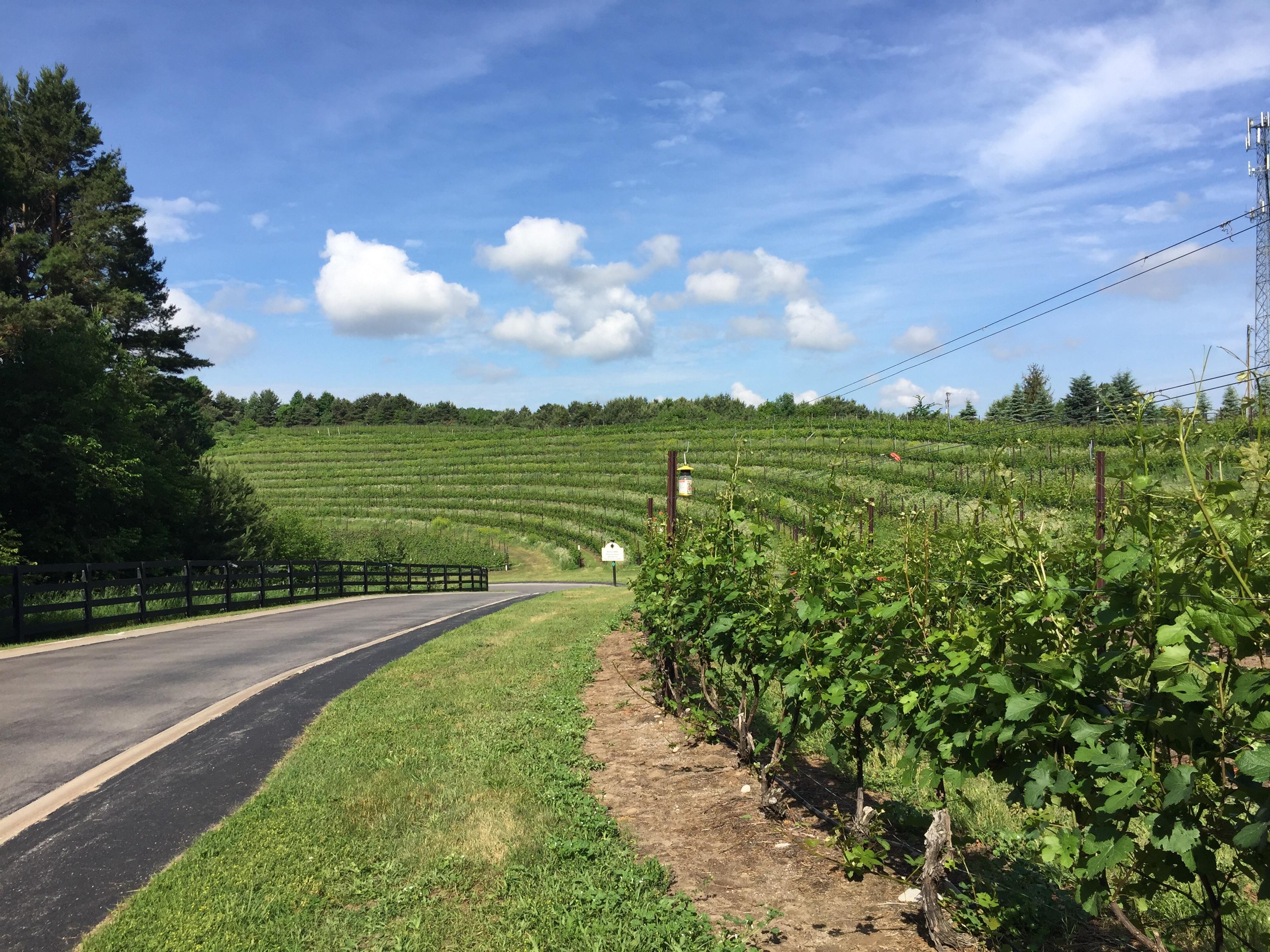I visited Leelanau this week. These vineyards look like the French