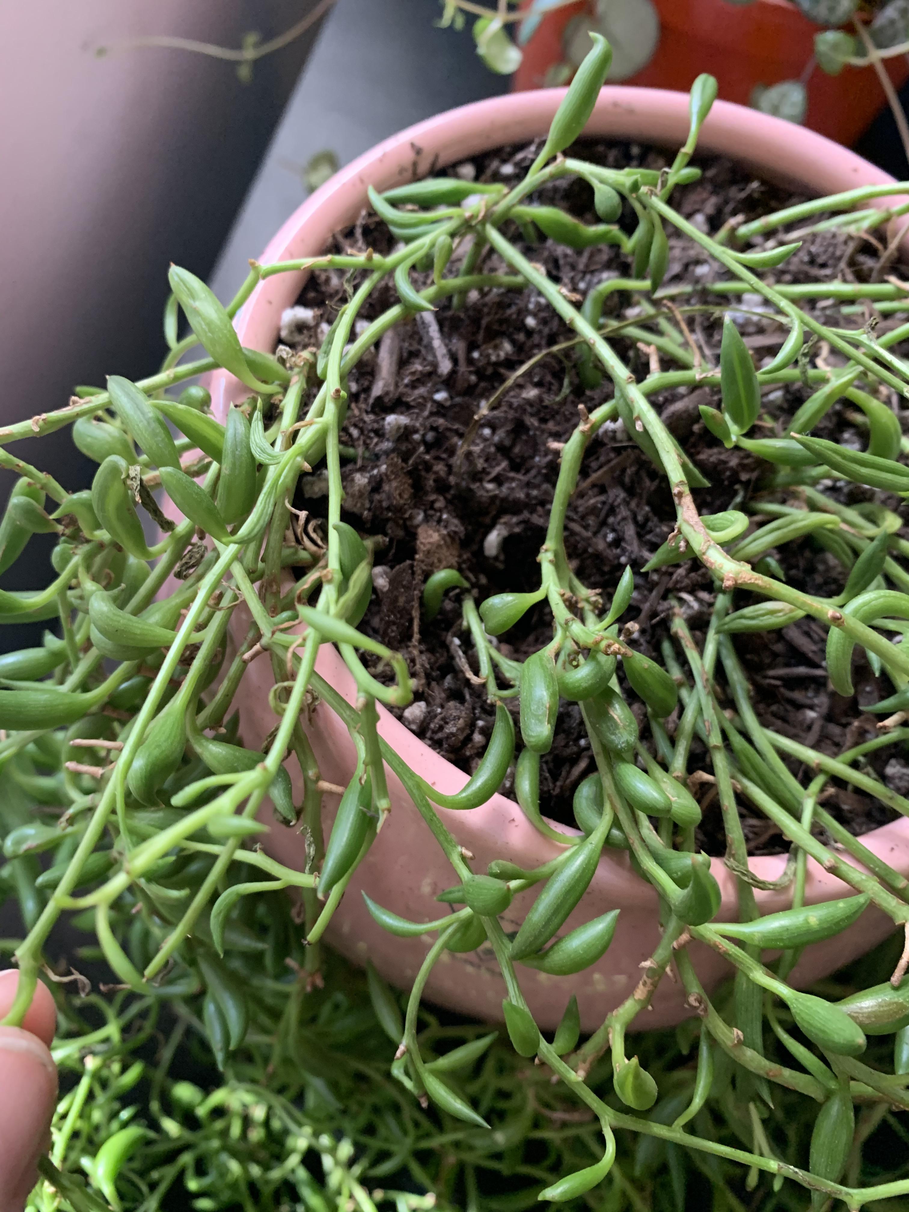 String of bananas has bananas that are shriveling up. Water about once