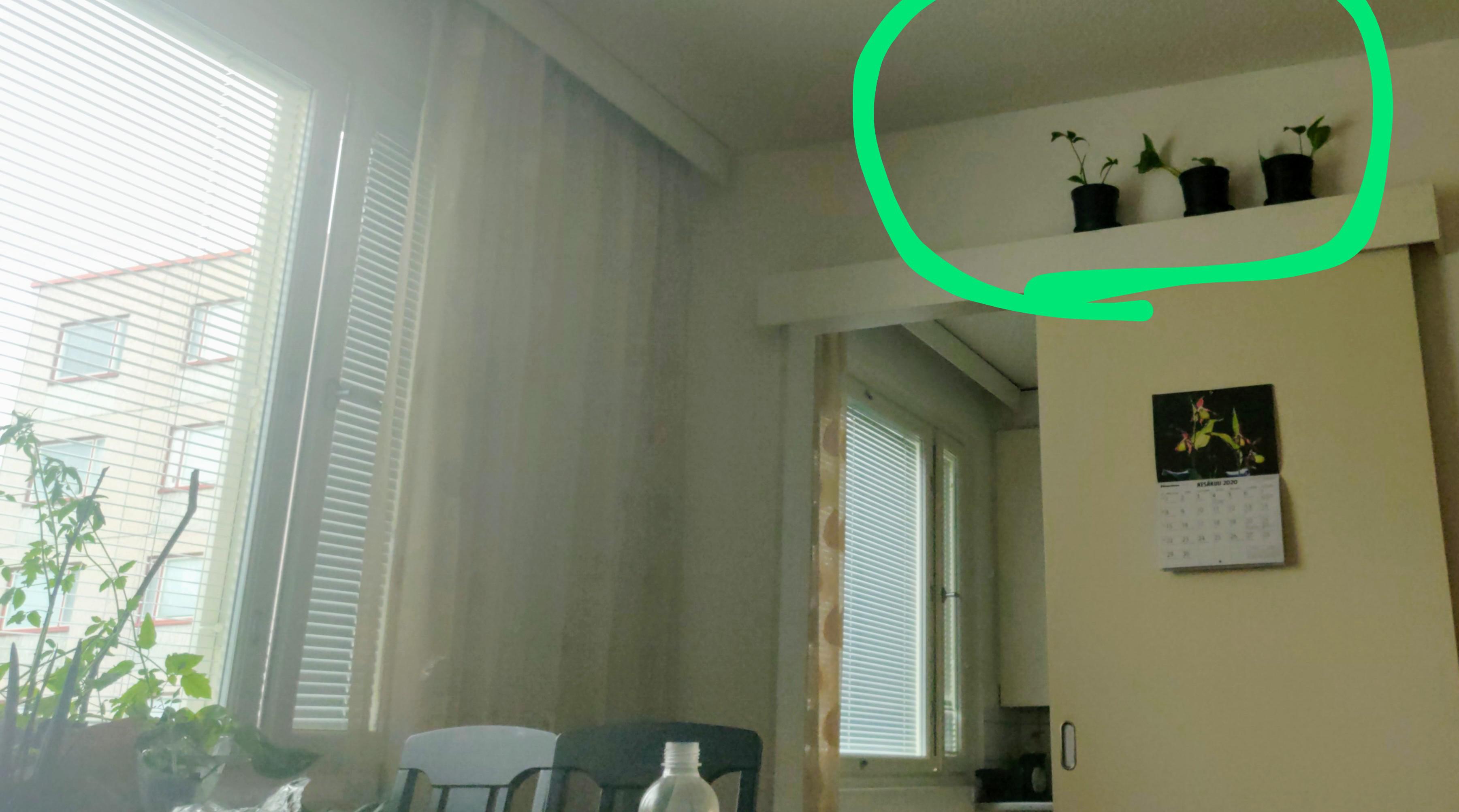 Could my plants get enough light here? (They're Epipremnum aureum, not