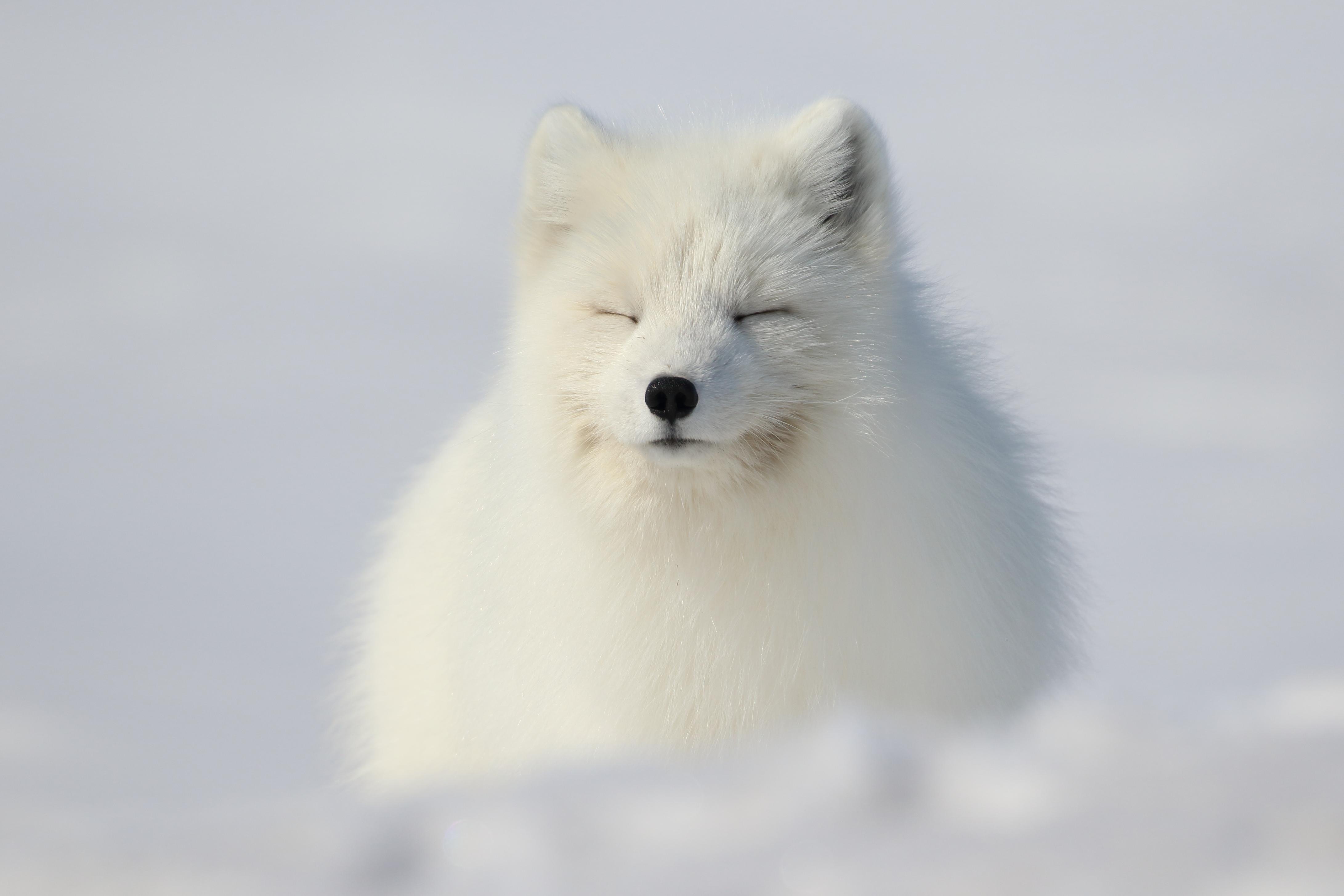 An Arctic Fox napping in the sunshine, Northern Alaska. r/wildlifephotography