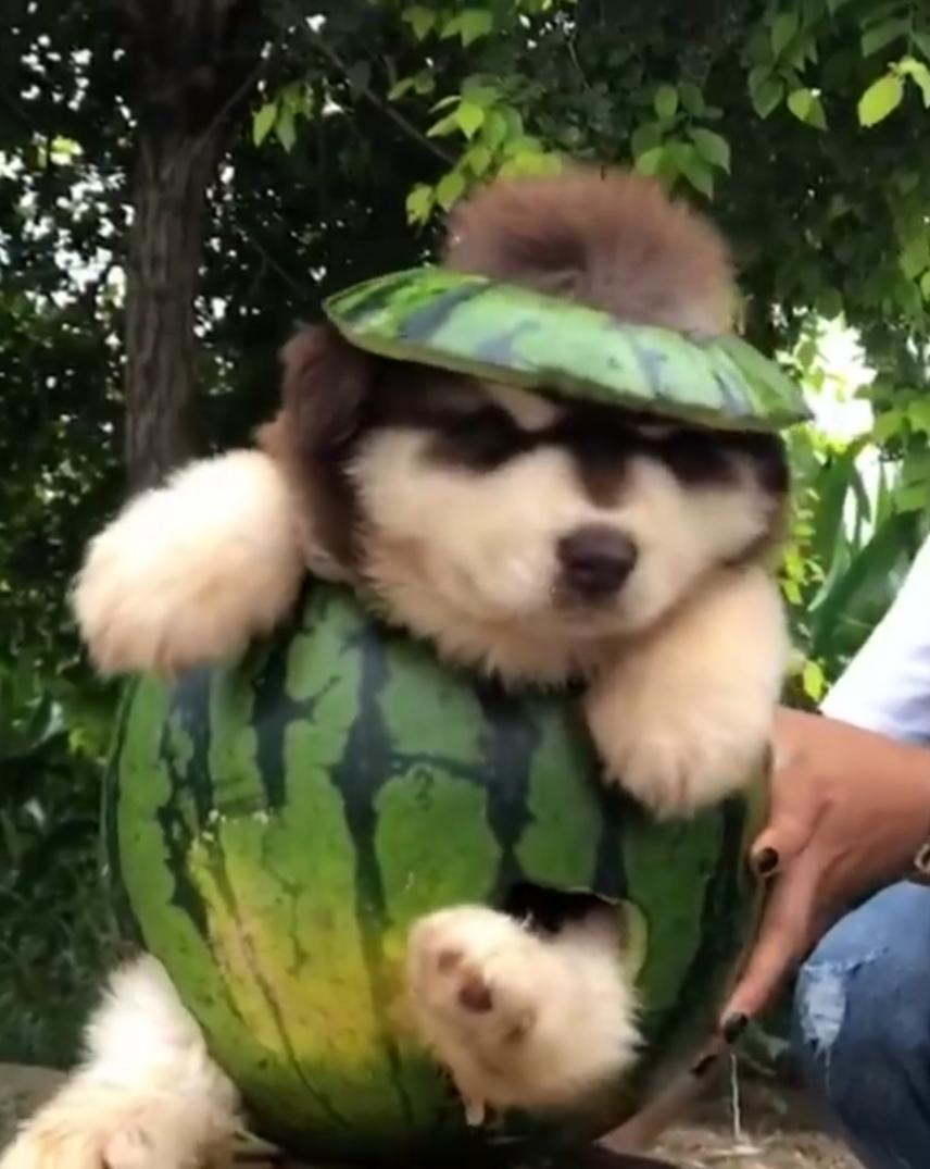 Melon Dog
