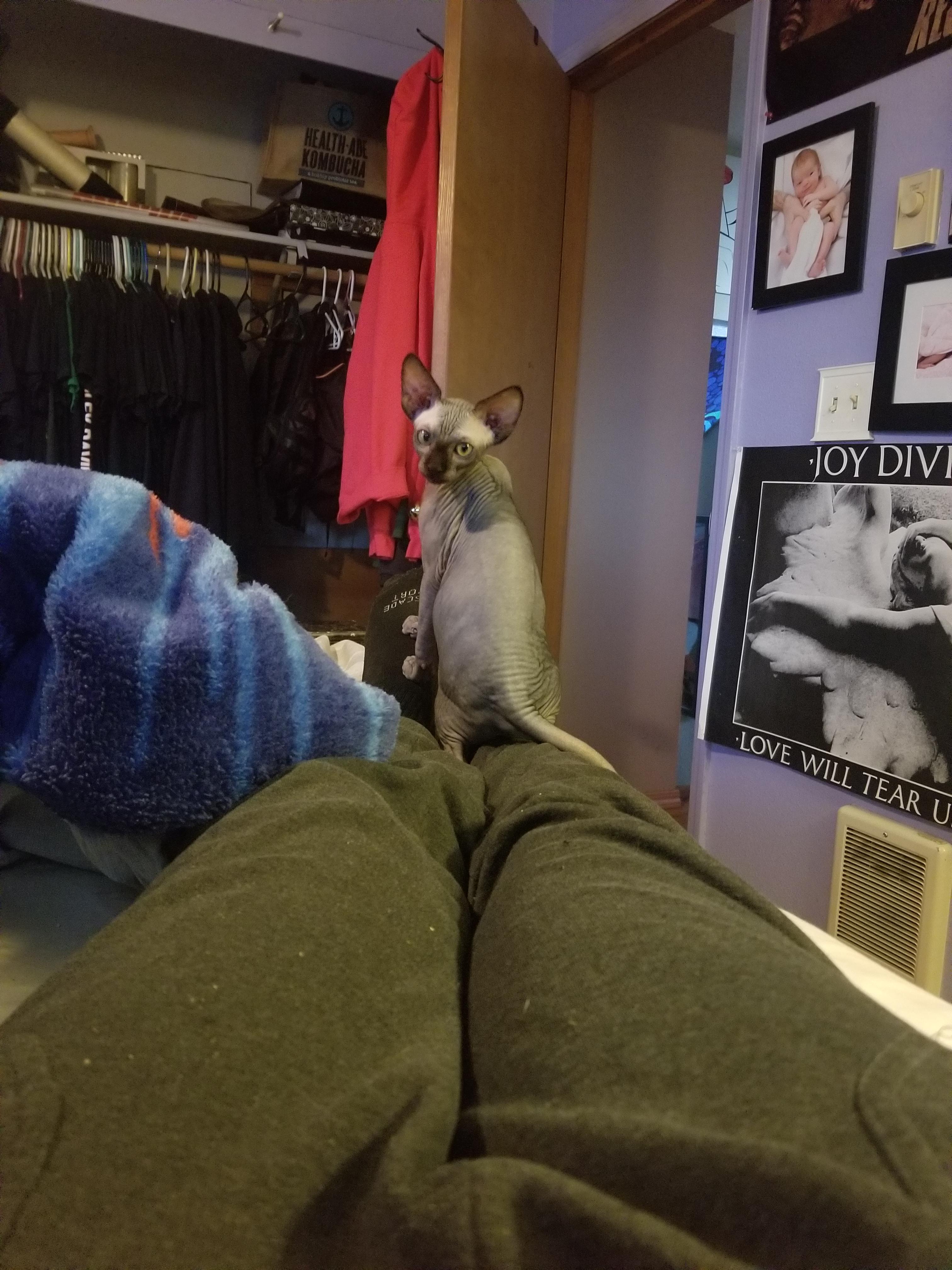 My first pet cat ever! Meet Wednesday r/sphynx