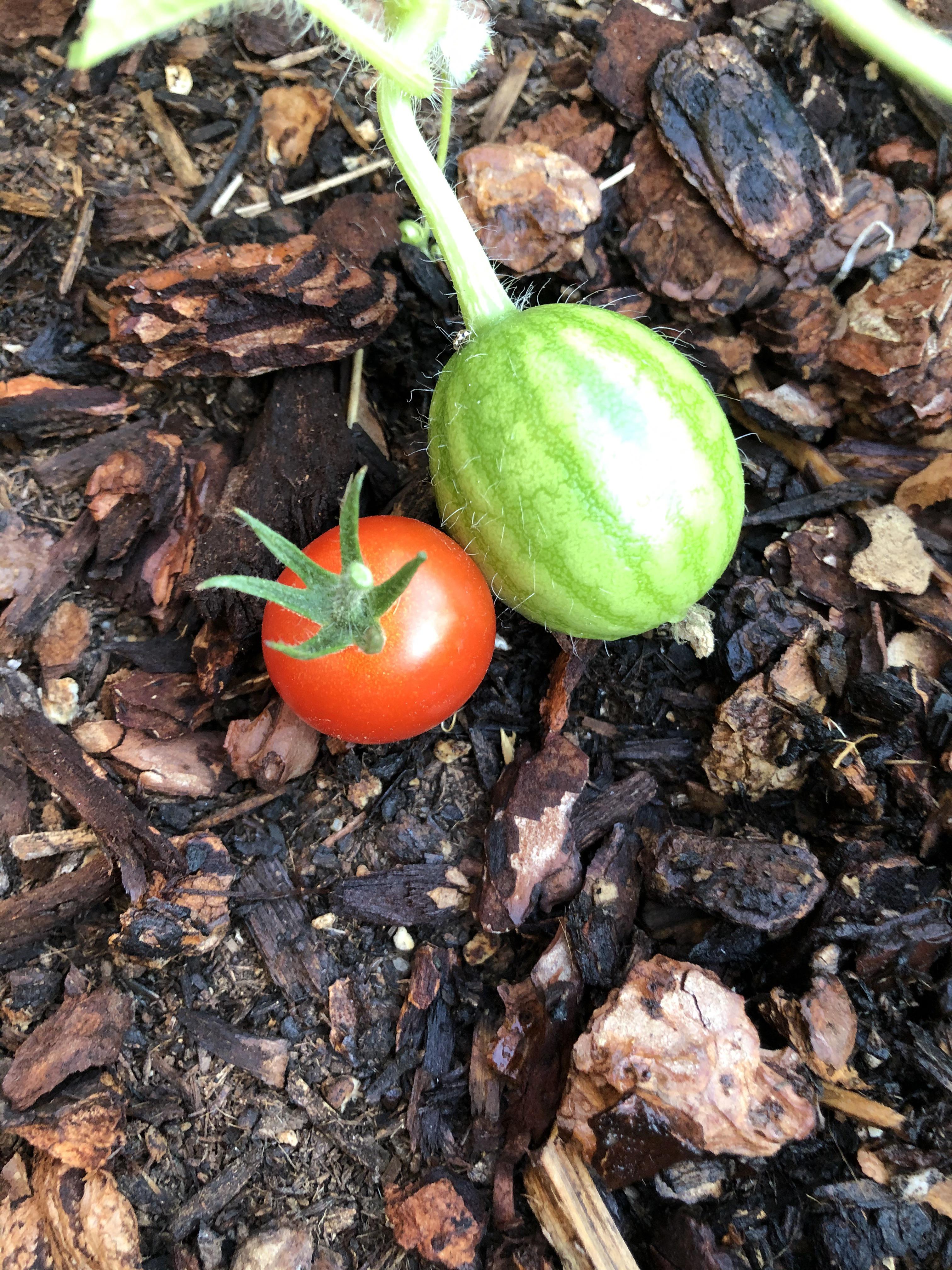 A cherry tomato boosting my watermelon flex r/gardening