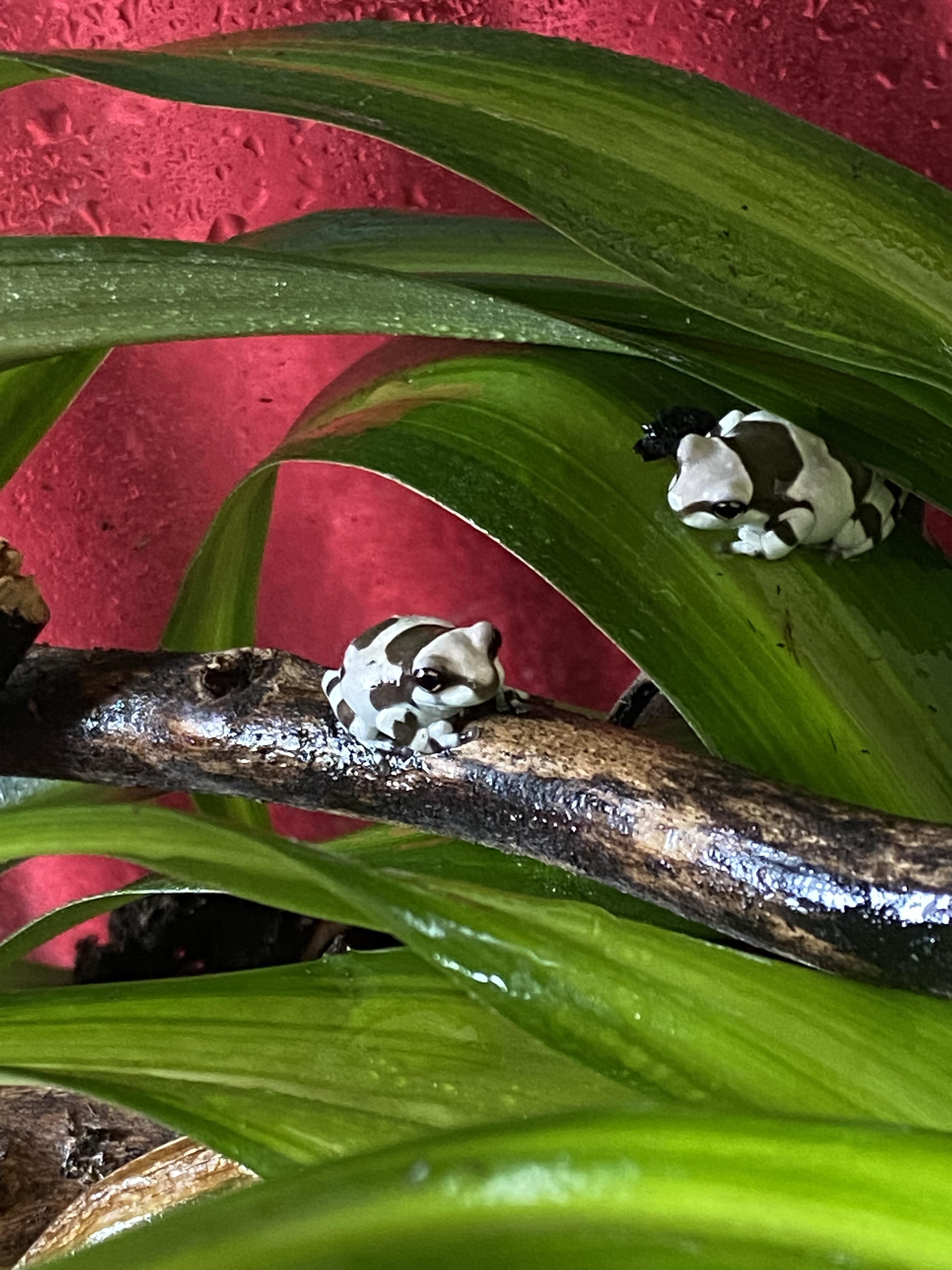 O ye frog people a question…Does a vivarium need to ‘cycle’ in